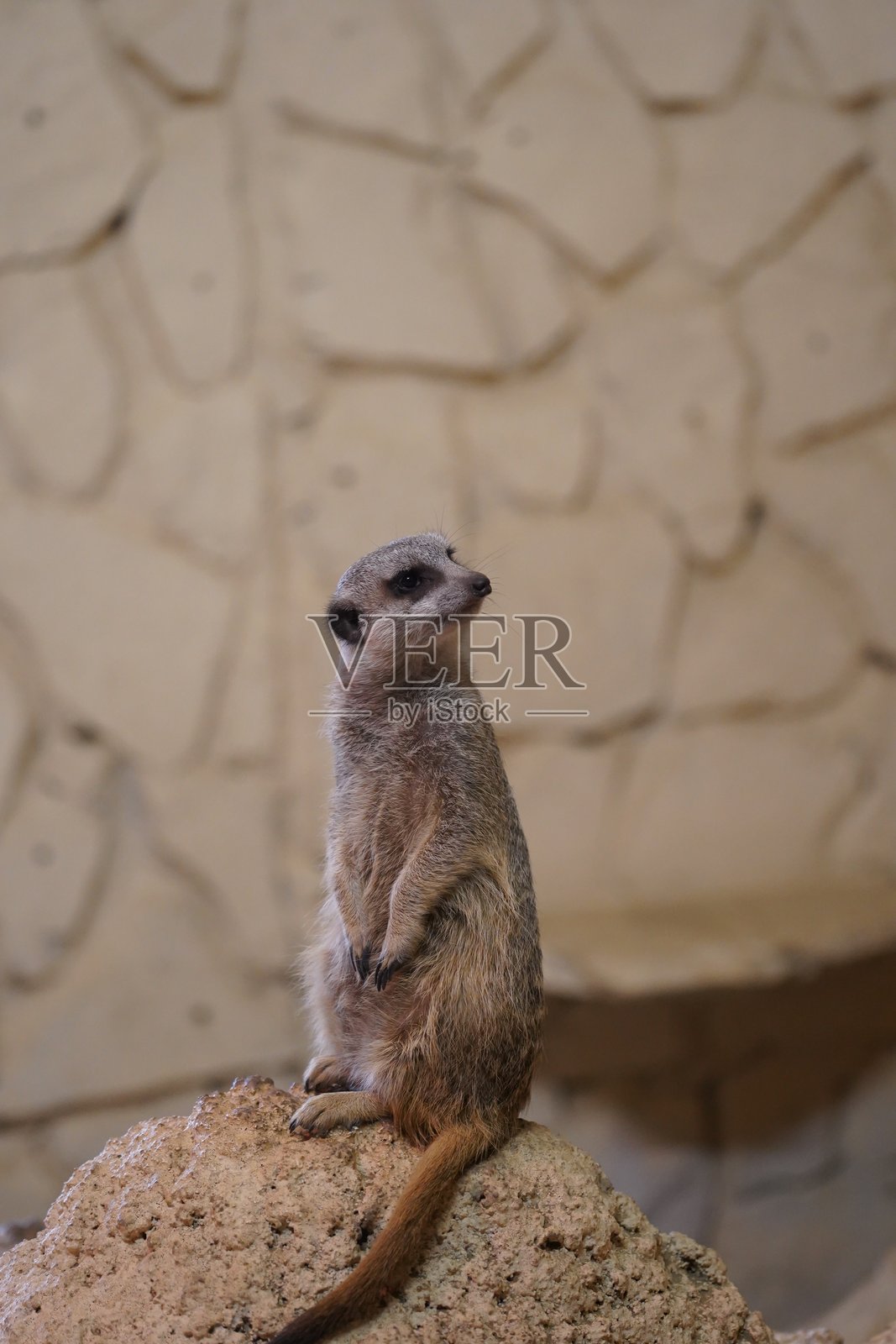 野生动物鸟类、鹈鹕、土拨鼠、鹿、老虎、豹、蛇、鳄鱼、狼、狮子、猴子、爬行动物照片摄影图片