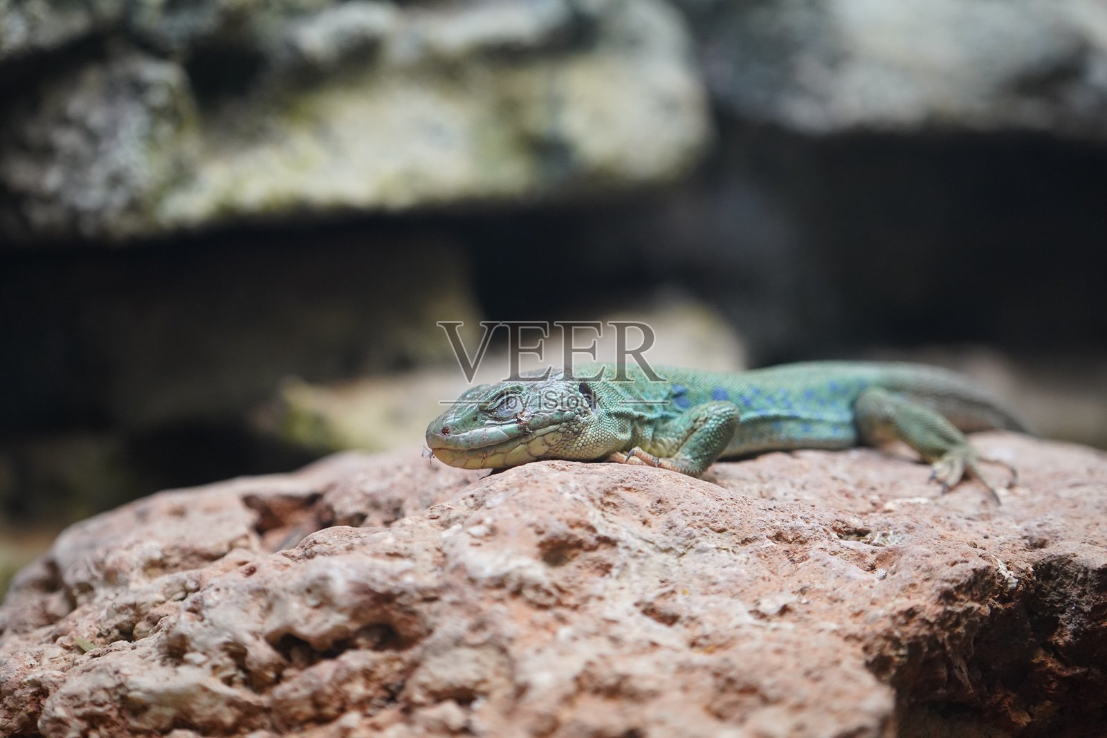 野生鸟类、鹈鹕、土拨鼠、鹿、老虎、豹、蛇、鳄鱼、狼、狮子、猴子、爬行动物照片摄影图片
