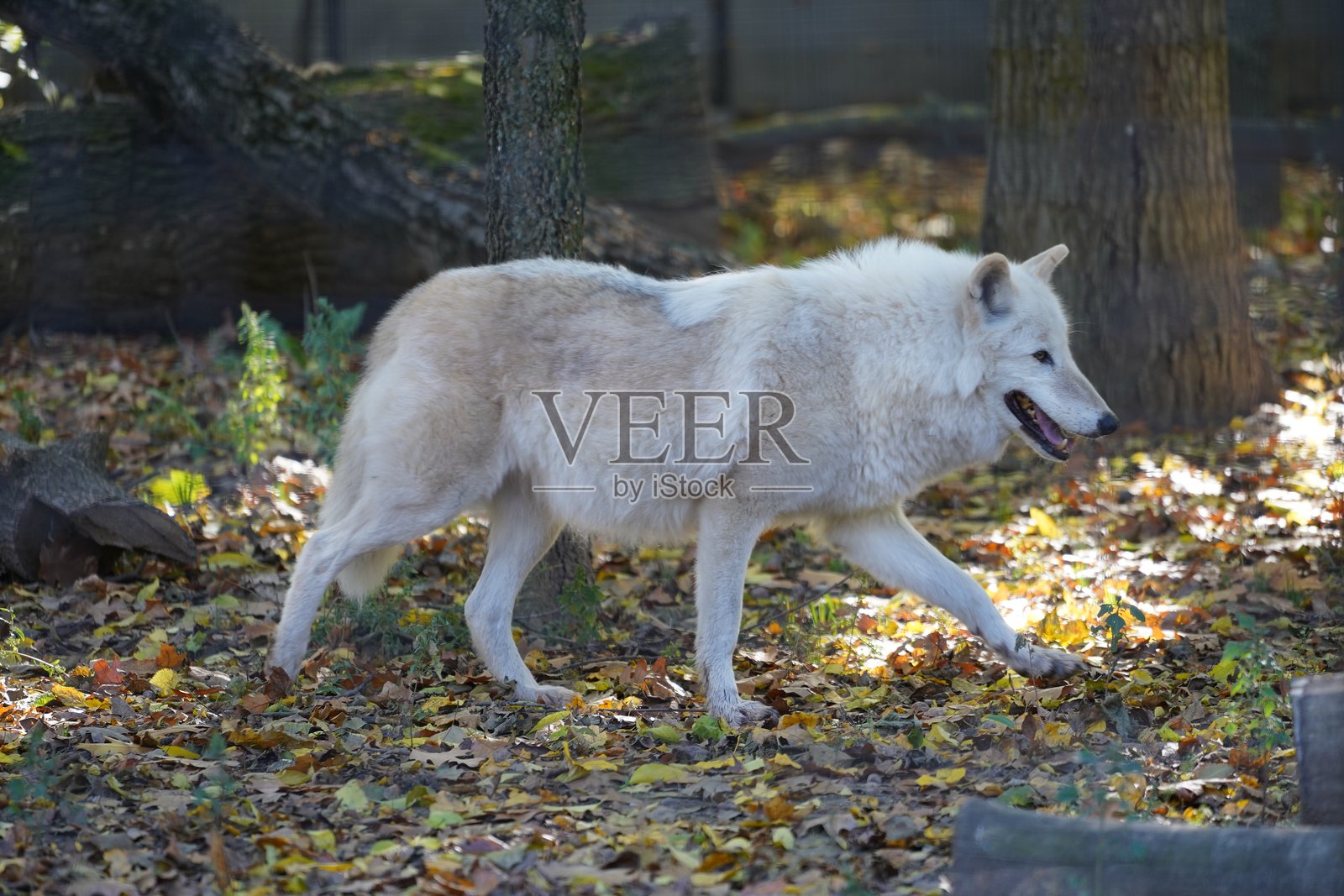 野生动物鸟类，鹈鹕，土拨鼠，鹿，老虎，豹，蛇，鳄鱼，狼，狮子，猴子，爬行动物照片摄影图片