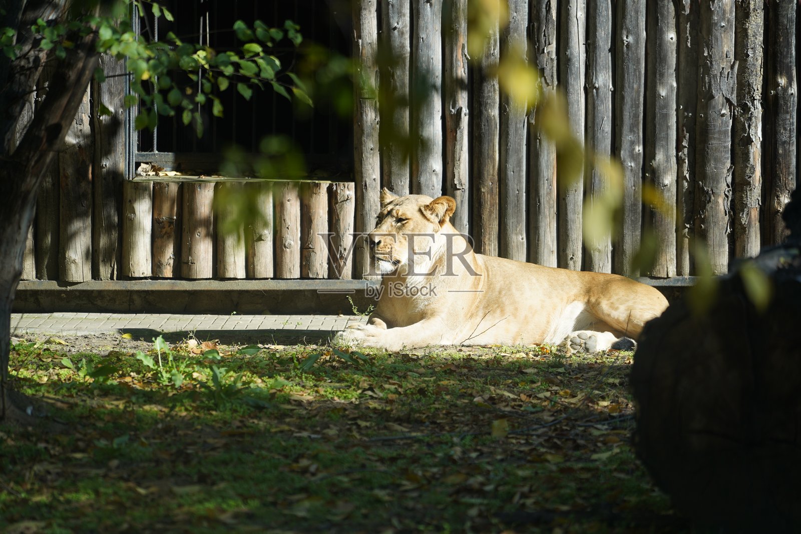野生动物鸟类、鹈鹕、土拨鼠、鹿、老虎、豹、蛇、鳄鱼、狼、狮子、猴子、爬行动物照片摄影图片