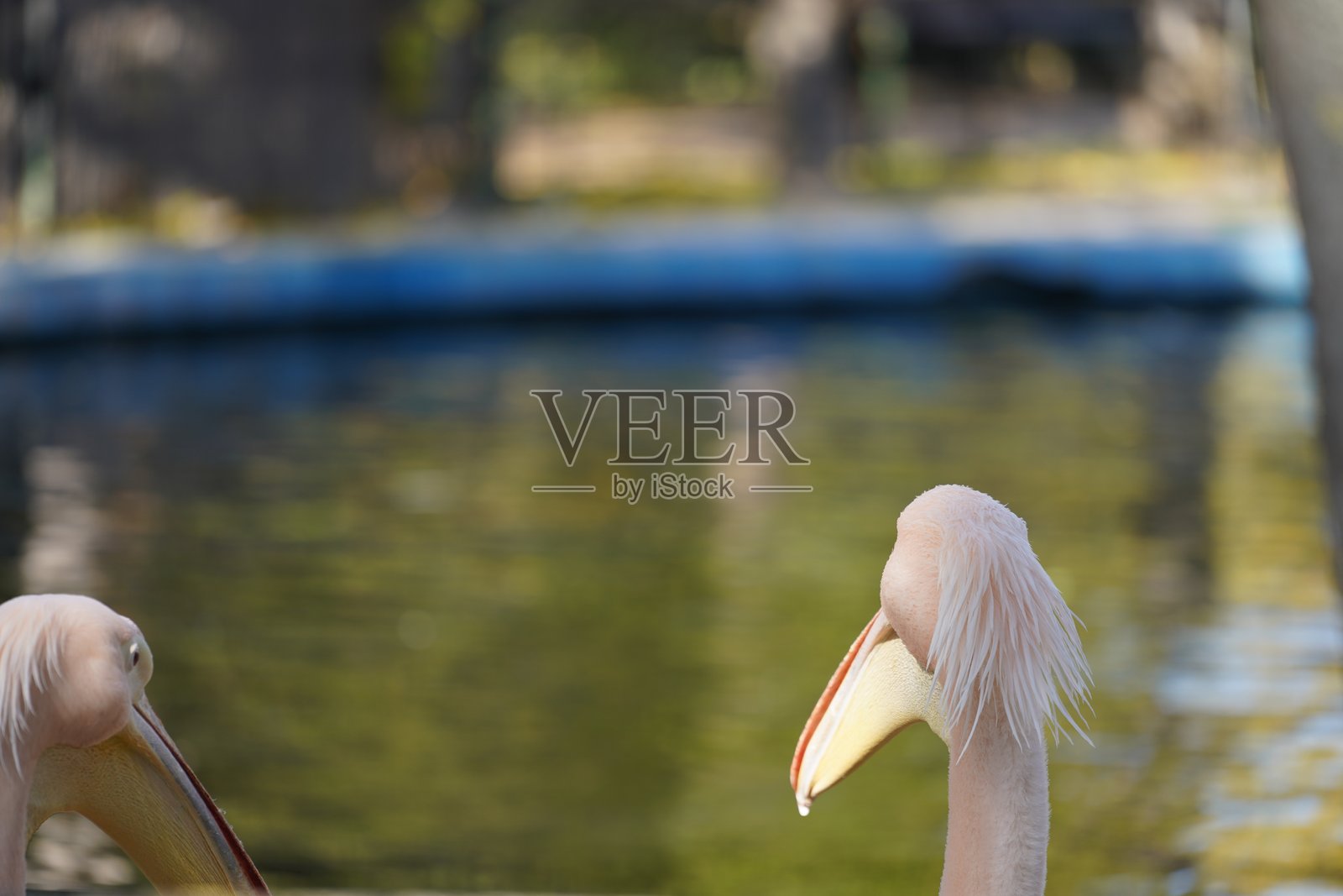 野生鸟类，鹈鹕，土拨鼠，鹿，老虎，豹子，袋鼠照片摄影图片