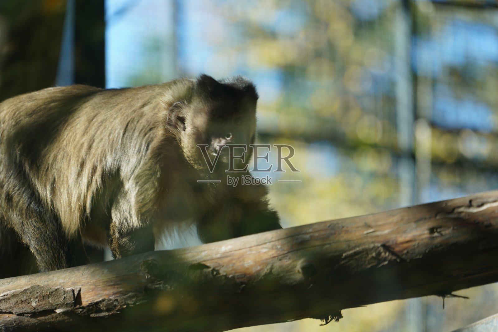 野生动物鸟类、鹈鹕、土拨鼠、鹿、老虎、豹、蛇、鳄鱼、狼、狮子、猴子、爬行动物照片摄影图片