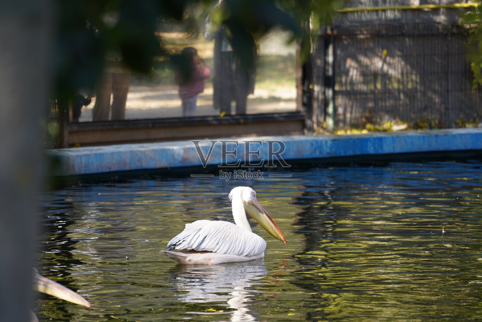 野生动物鸟类，鹈鹕，土拨鼠，鹿，老虎，豹子，袋鼠照片摄影图片