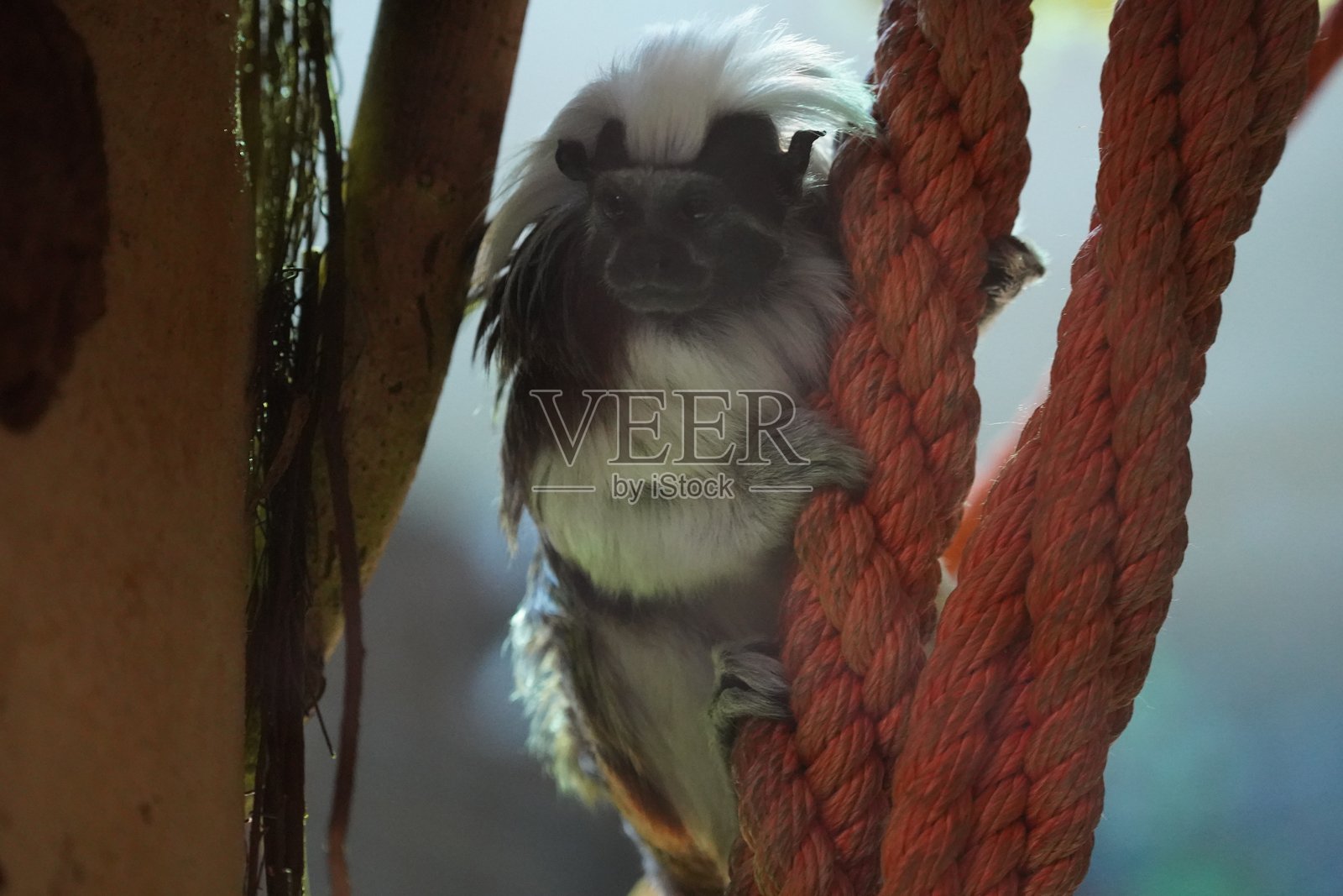 野生动物鸟类，鹈鹕，土拨鼠，鹿，老虎，豹，蛇，鳄鱼，狼，狮子，猴子，爬行动物照片摄影图片