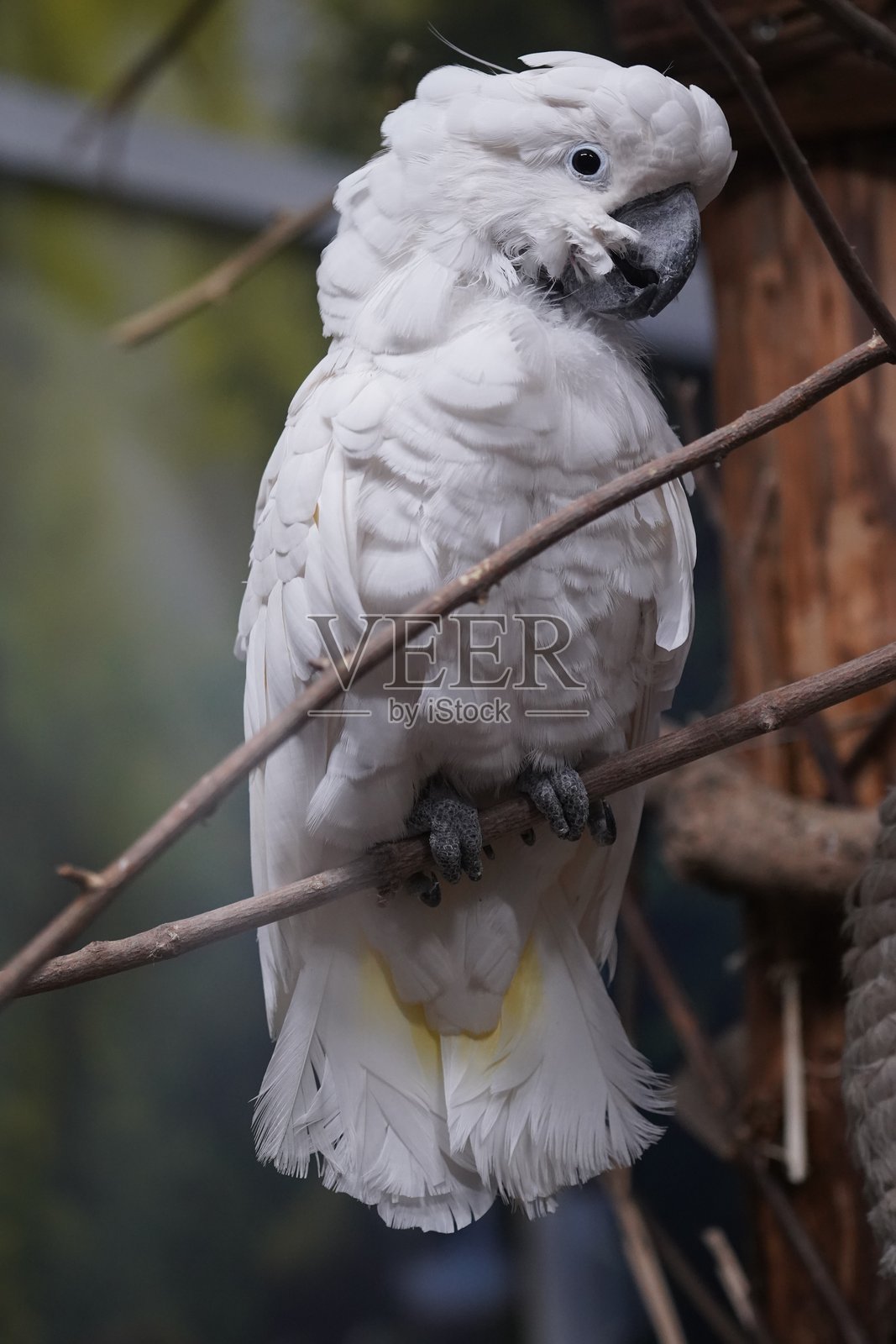 野生动物鸟类，鹈鹕，土拨鼠，鹿，老虎，豹照片摄影图片