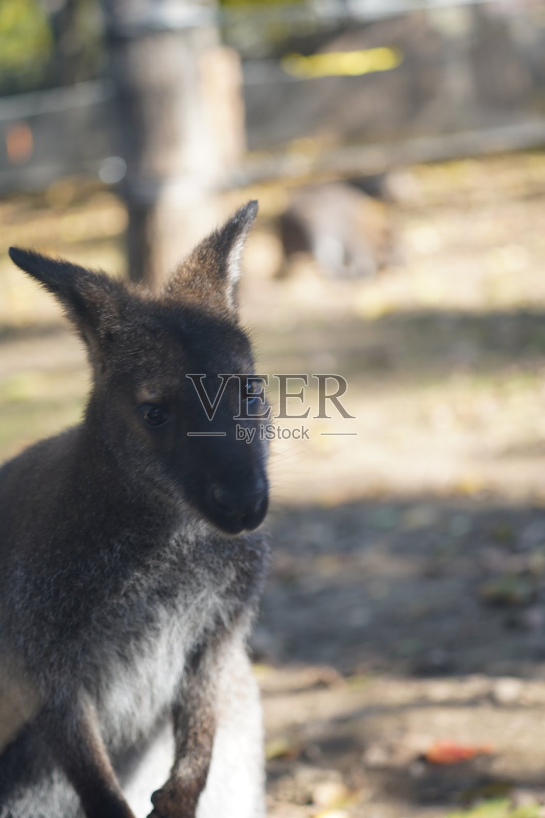野生鸟类、鹈鹕、土拨鼠、鹿、老虎、豹子、袋鼠照片摄影图片