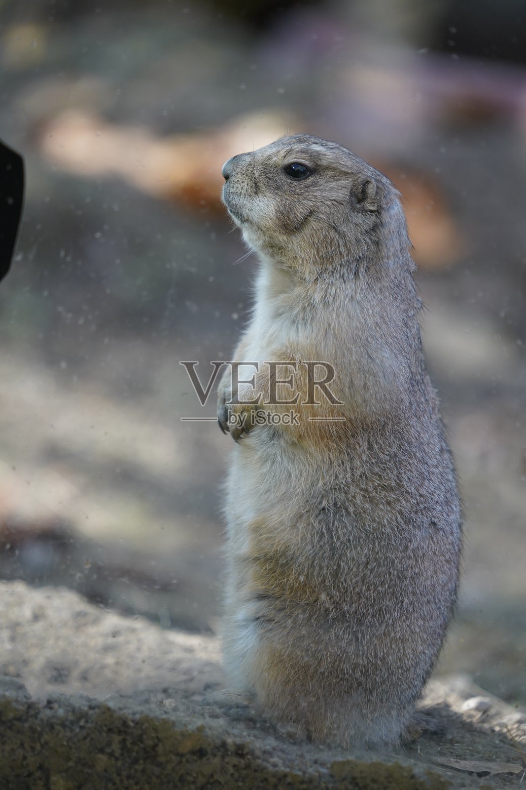 野生鸟类，鹈鹕，土拨鼠，鹿，老虎，豹子，袋鼠照片摄影图片