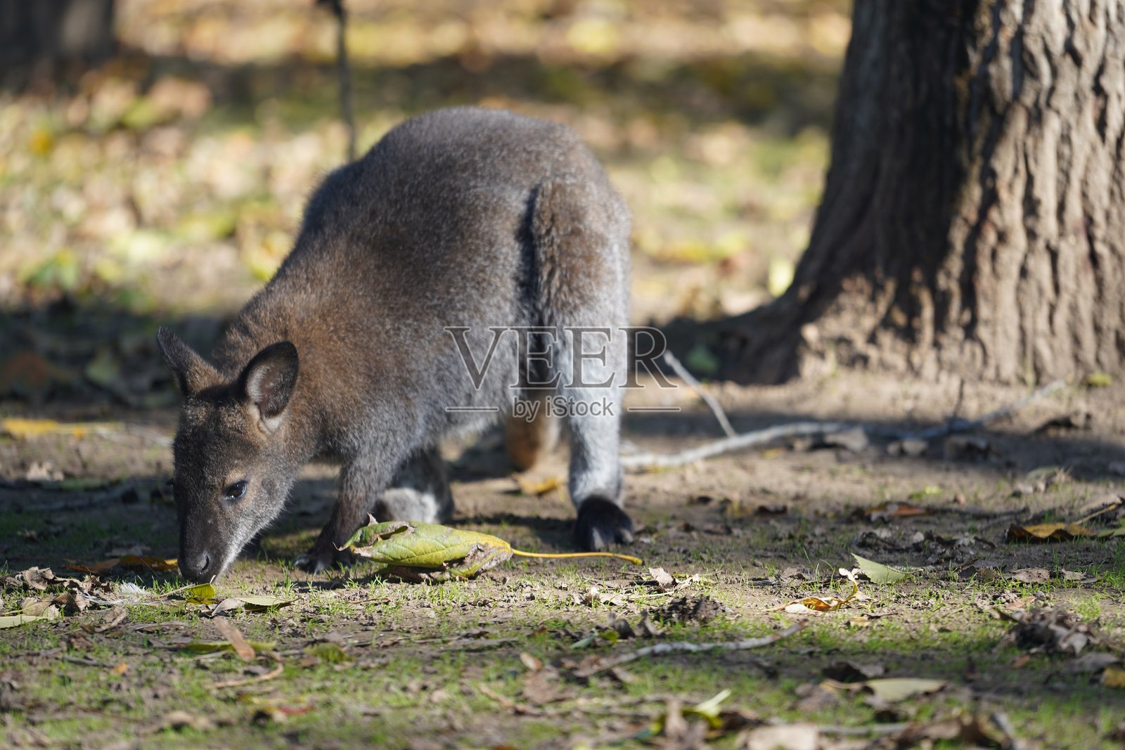 野生动物鸟类，鹈鹕，土拨鼠，鹿，老虎，豹子，袋鼠照片摄影图片