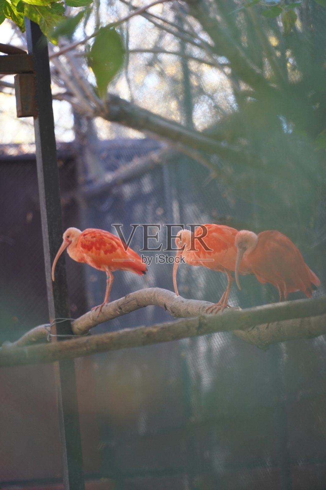 野生动物鸟类，鹈鹕，土拨鼠，鹿，老虎，豹子照片摄影图片