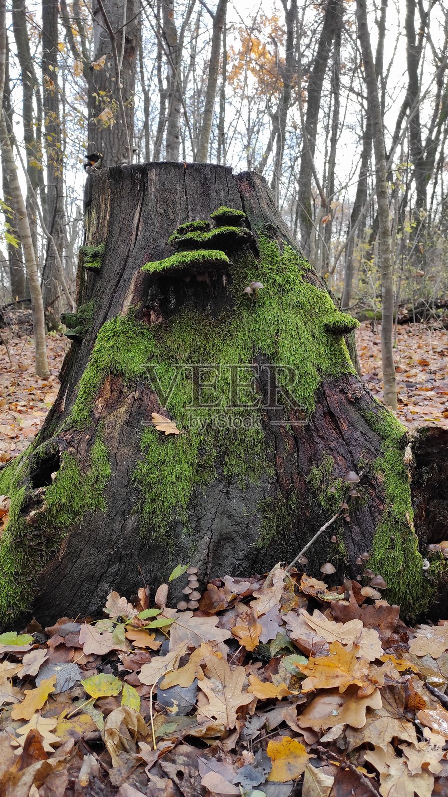秋季宁静森林中，长满苔藓的树桩被落叶环绕照片摄影图片