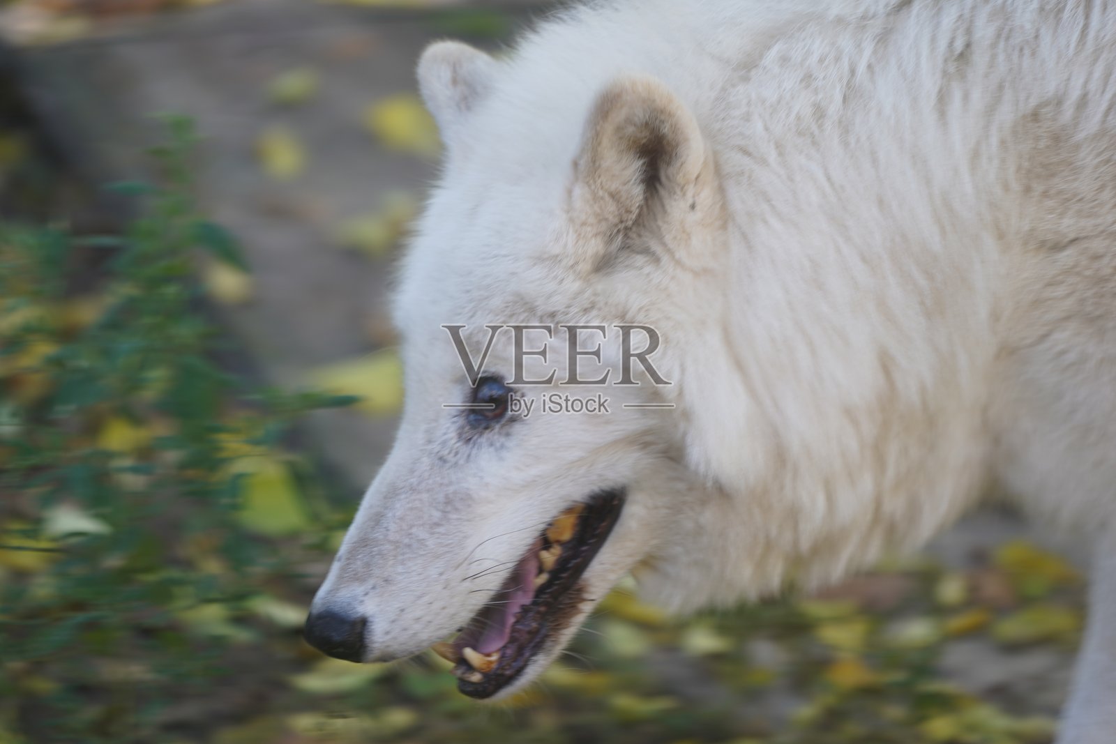 野生动物鸟类，鹈鹕，土拨鼠，鹿，老虎，豹，蛇，鳄鱼，狼，狮子，猴子，爬行动物照片摄影图片