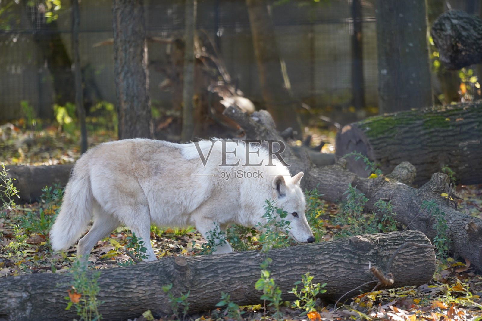 野生动物鸟类、鹈鹕、土拨鼠、鹿、老虎、豹、蛇、鳄鱼、狼、狮子、猴子、爬行动物照片摄影图片