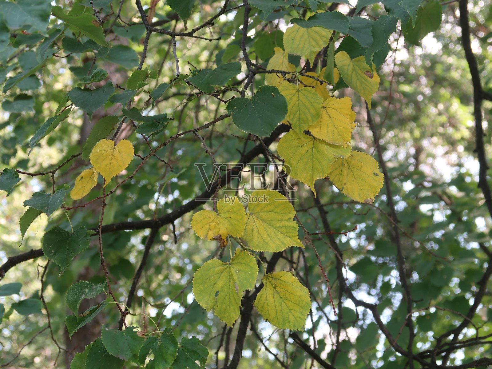 一片树叶的树枝照片摄影图片