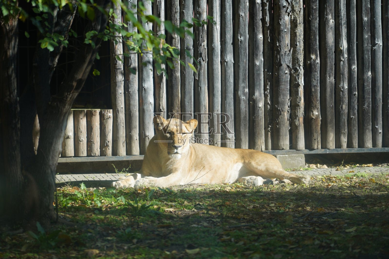 野生动物鸟类、鹈鹕、土拨鼠、鹿、老虎、豹、蛇、鳄鱼、狼、狮子、猴子、爬行动物照片摄影图片