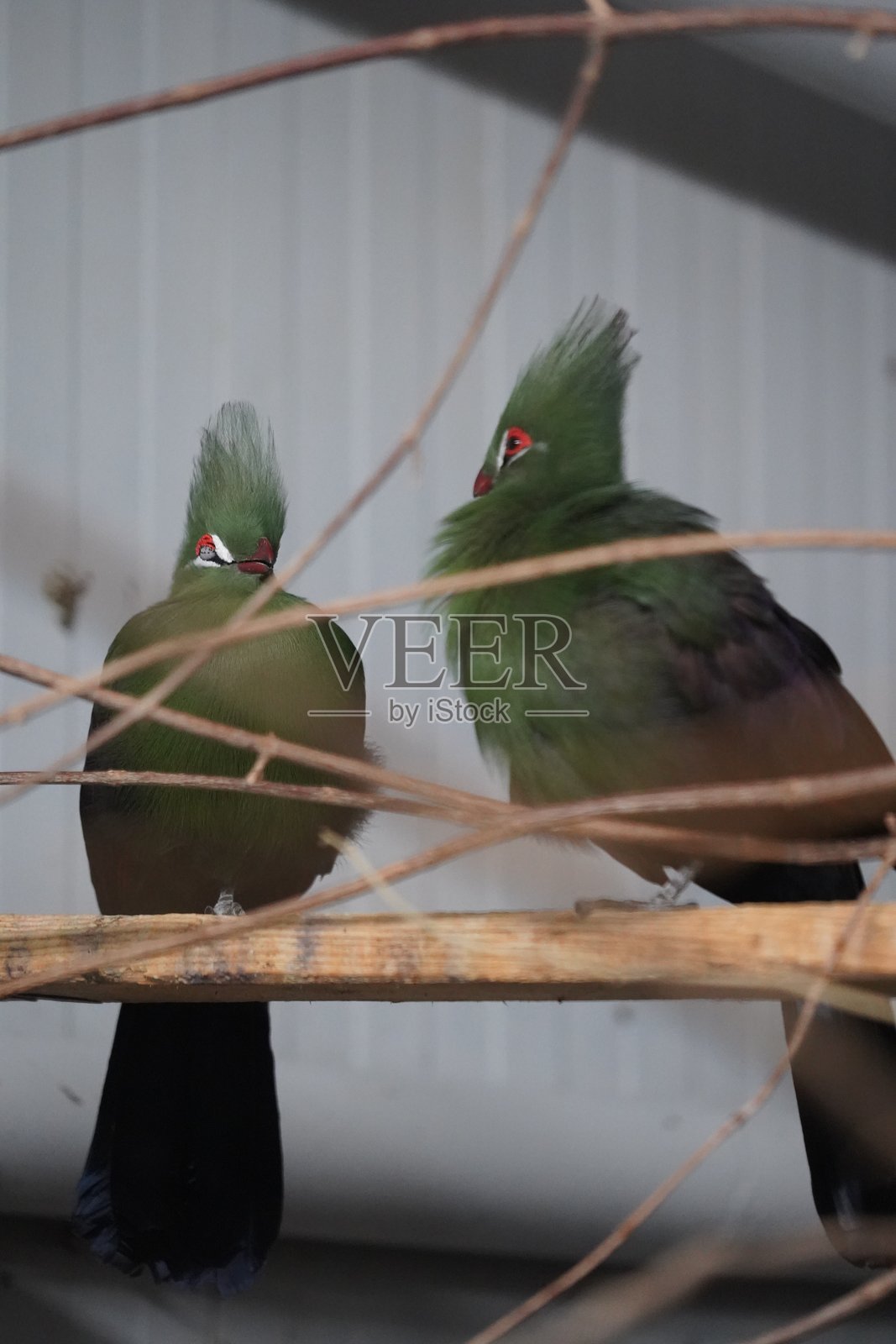 野生动物鸟类，鹈鹕，土拨鼠，鹿，老虎，豹子照片摄影图片