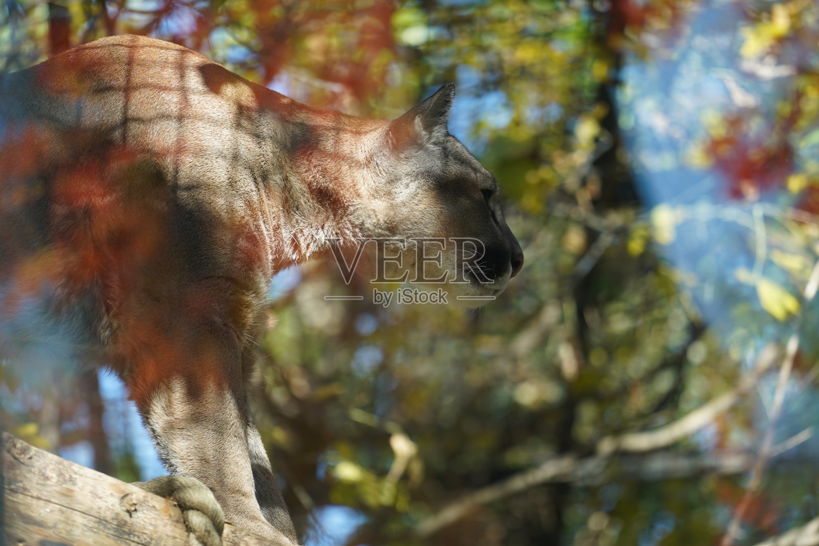 野生鸟类，鹈鹕，土拨鼠，鹿，老虎，豹子照片摄影图片