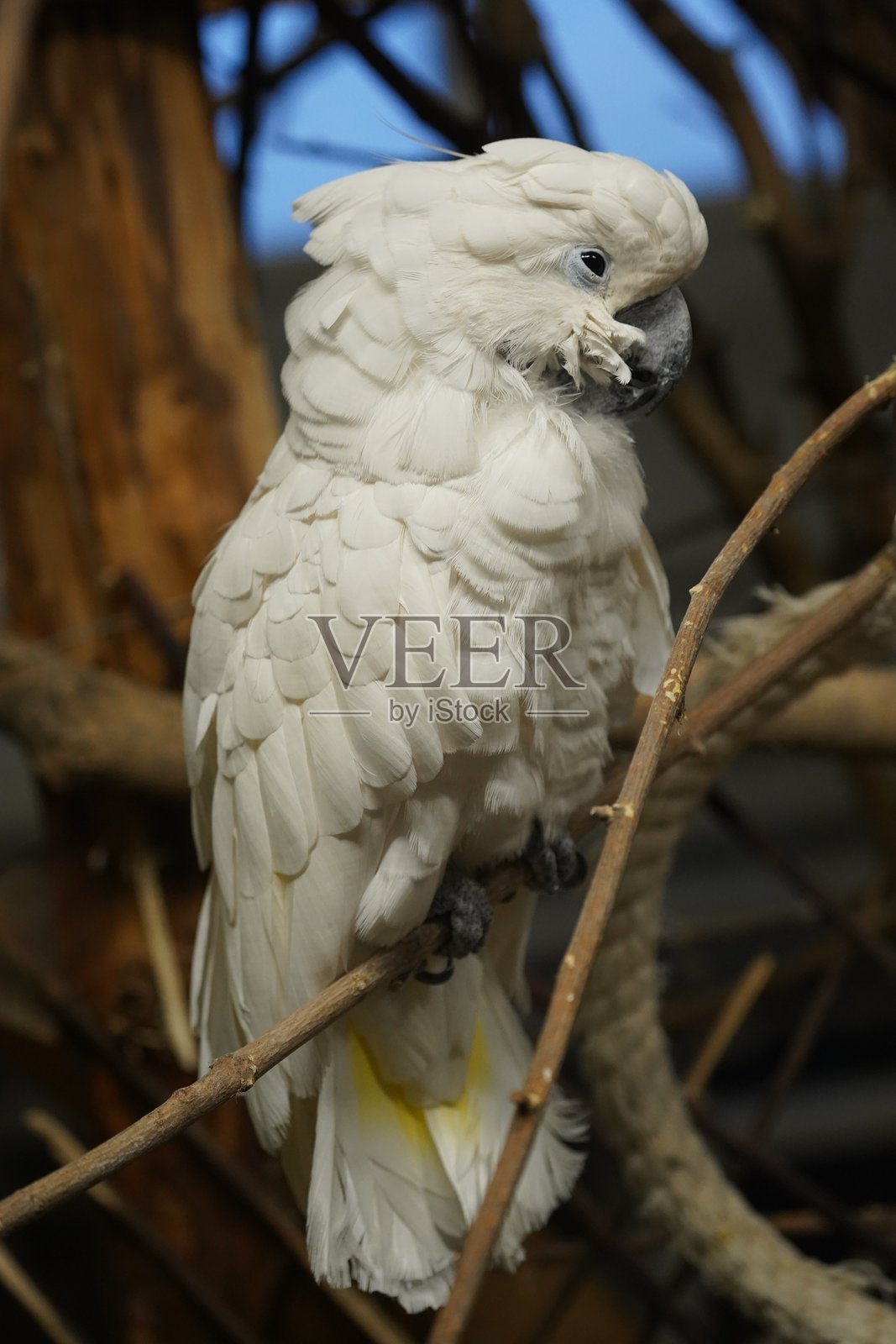 野生动物，鸟类，鹈鹕，土拨鼠，鹿，老虎，豹子照片摄影图片