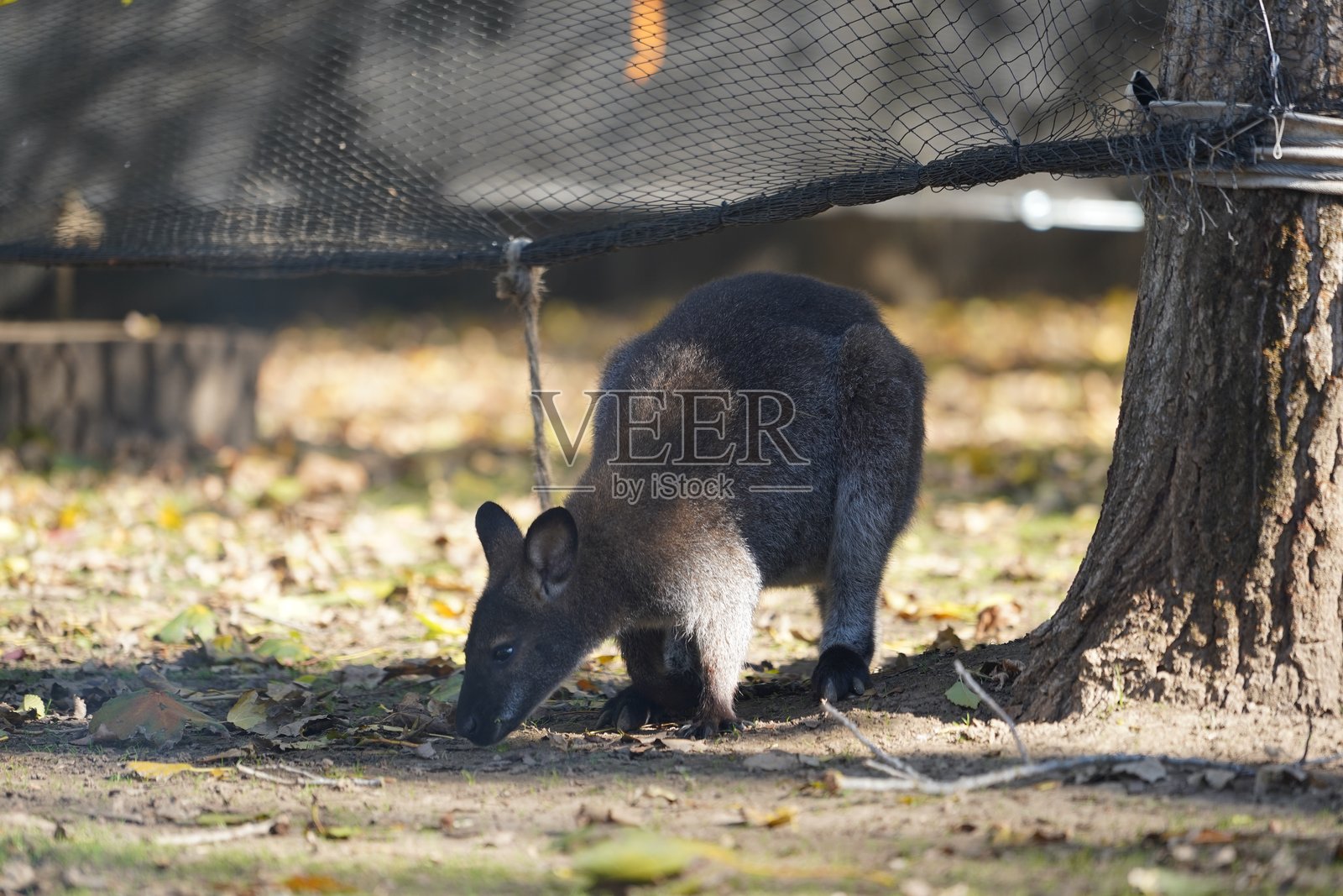 野生鸟类、鹈鹕、土拨鼠、鹿、老虎、豹子、袋鼠照片摄影图片