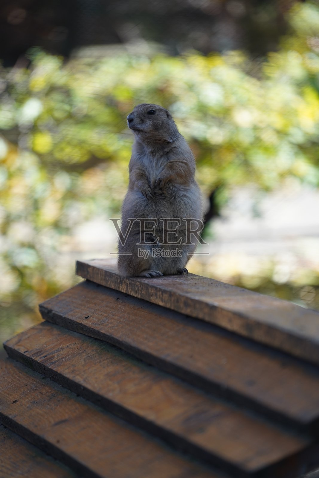 野生动物鸟类，鹈鹕，土拨鼠，鹿，老虎，豹子照片摄影图片