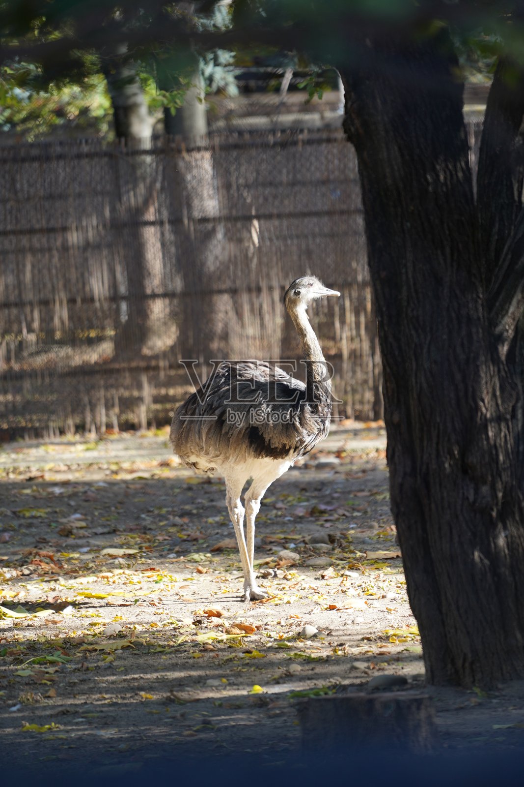 野生鸟类，鹈鹕，土拨鼠，鹿，老虎，豹照片摄影图片