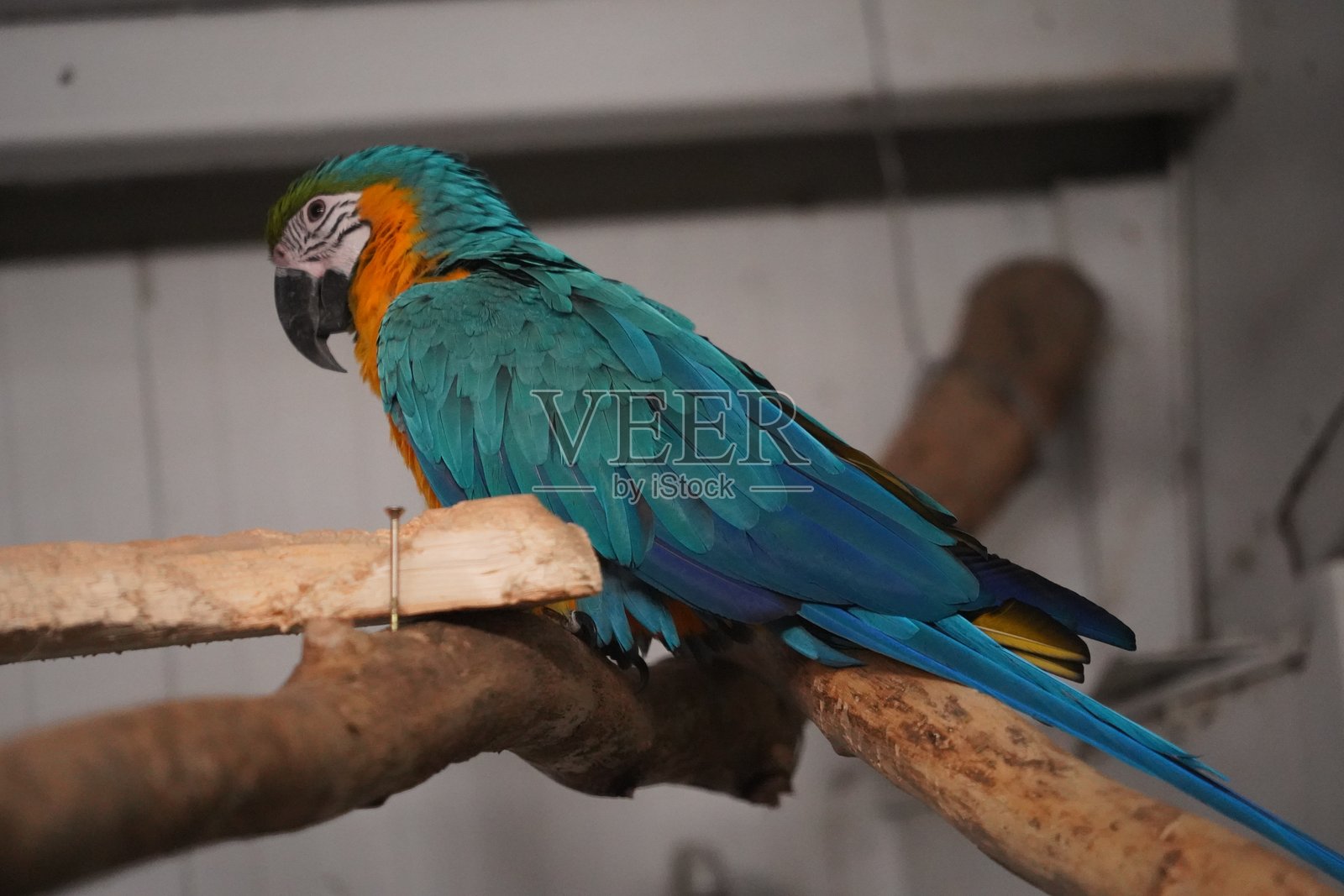 野生鸟类，鹈鹕，土拨鼠，鹿，老虎，豹子照片摄影图片