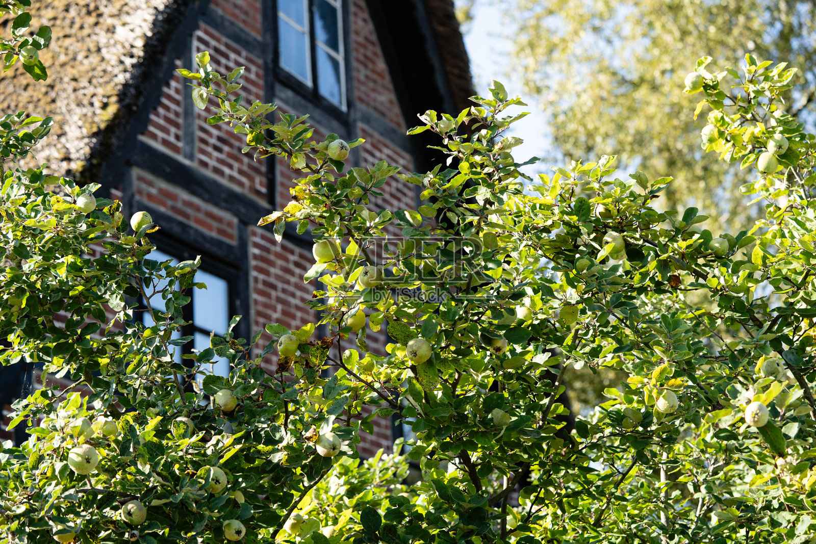 榠子照片摄影图片