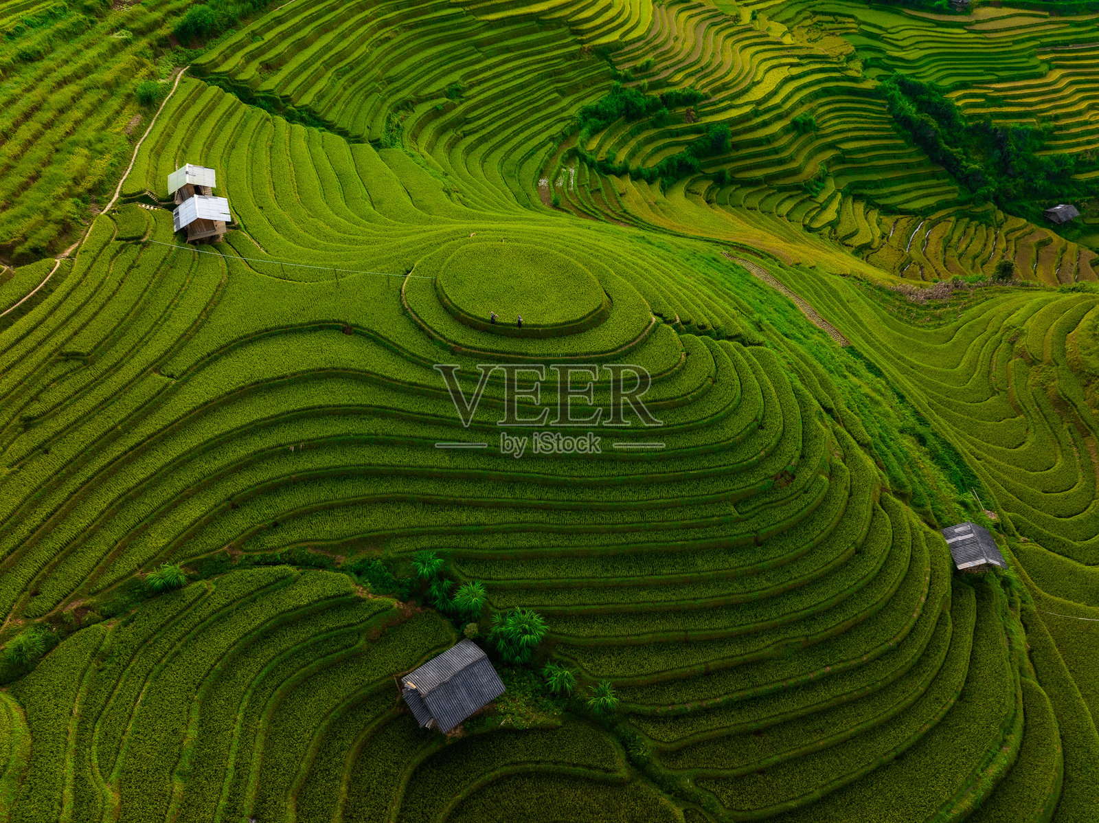 越南北部木江县山丘上的房屋和梯田的鸟瞰图。这是安沛省丰收季节美丽的梯田稻田。照片摄影图片