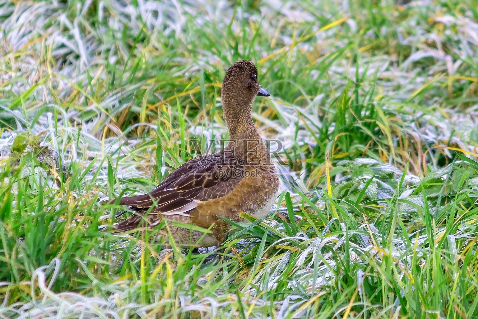 一只年轻的野鸭在河岸边的草丛中站立。照片摄影图片