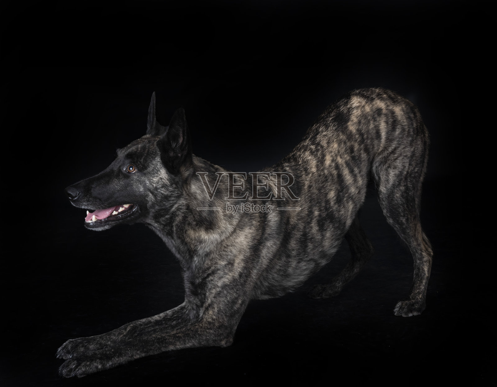 荷兰牧羊犬在影棚里照片摄影图片