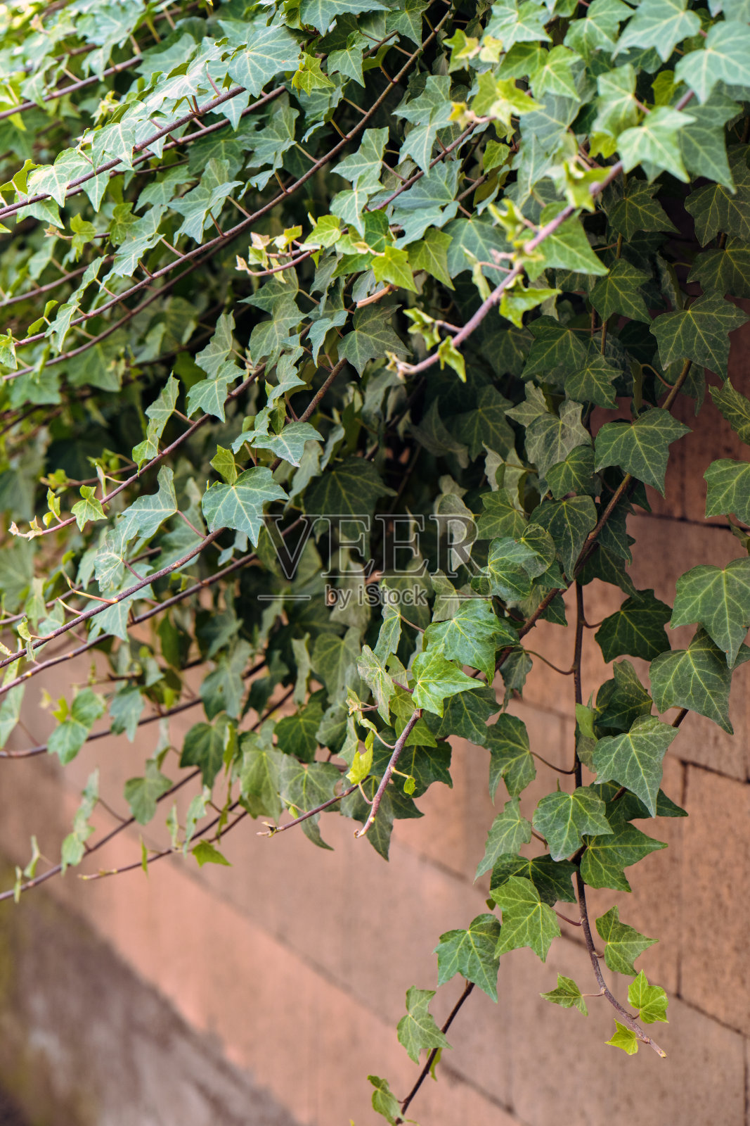 爬满常春藤叶子的墙壁照片摄影图片