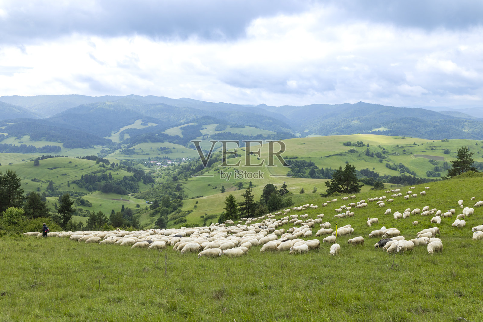 羊群在Velky Lipnik绿色的起伏山丘上吃草照片摄影图片
