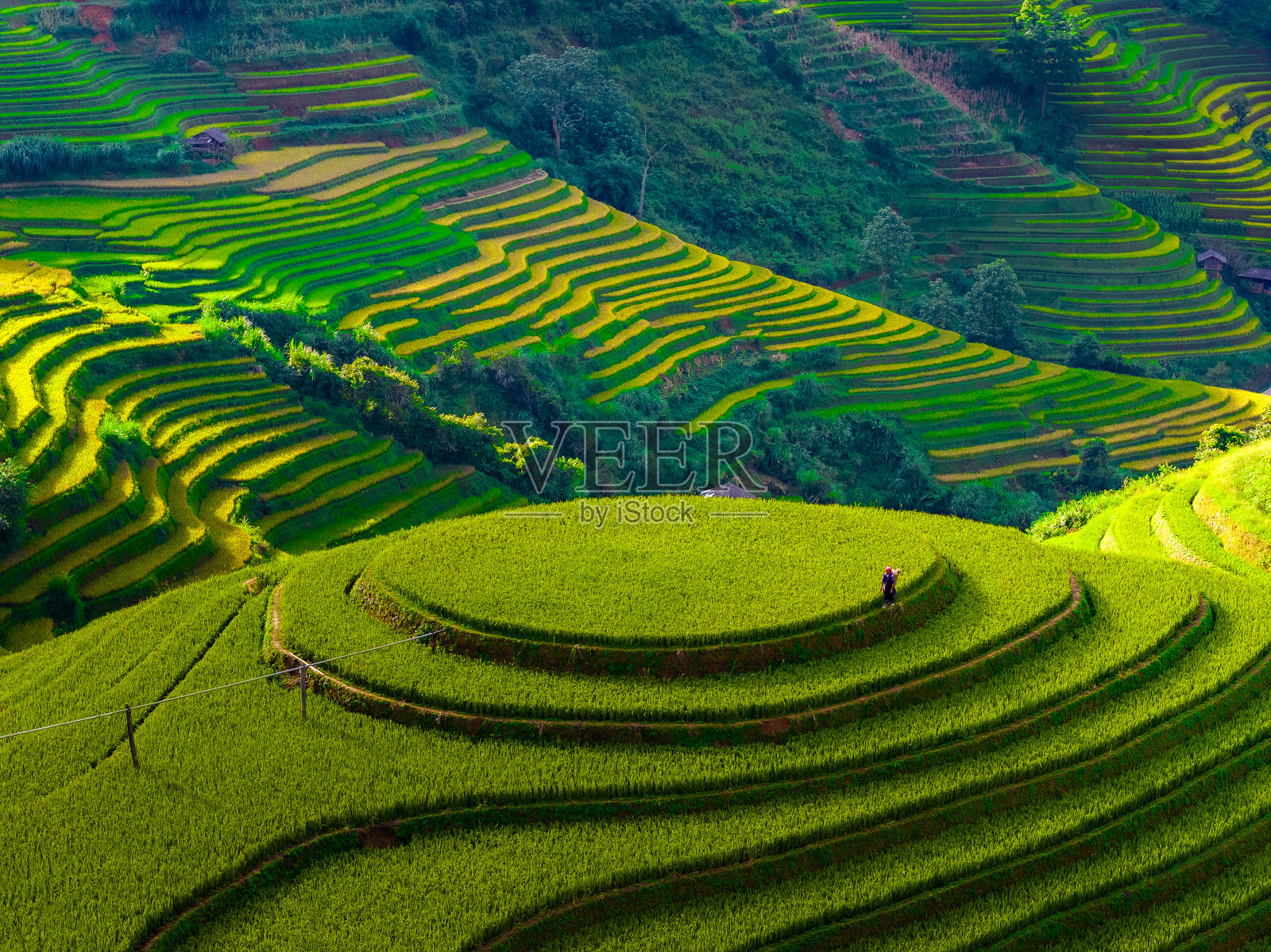 越南北部沙巴市附近的木苍仓镇金黄色梯田的鸟瞰图。位于安沛省，丰收季节美丽的梯田。照片摄影图片