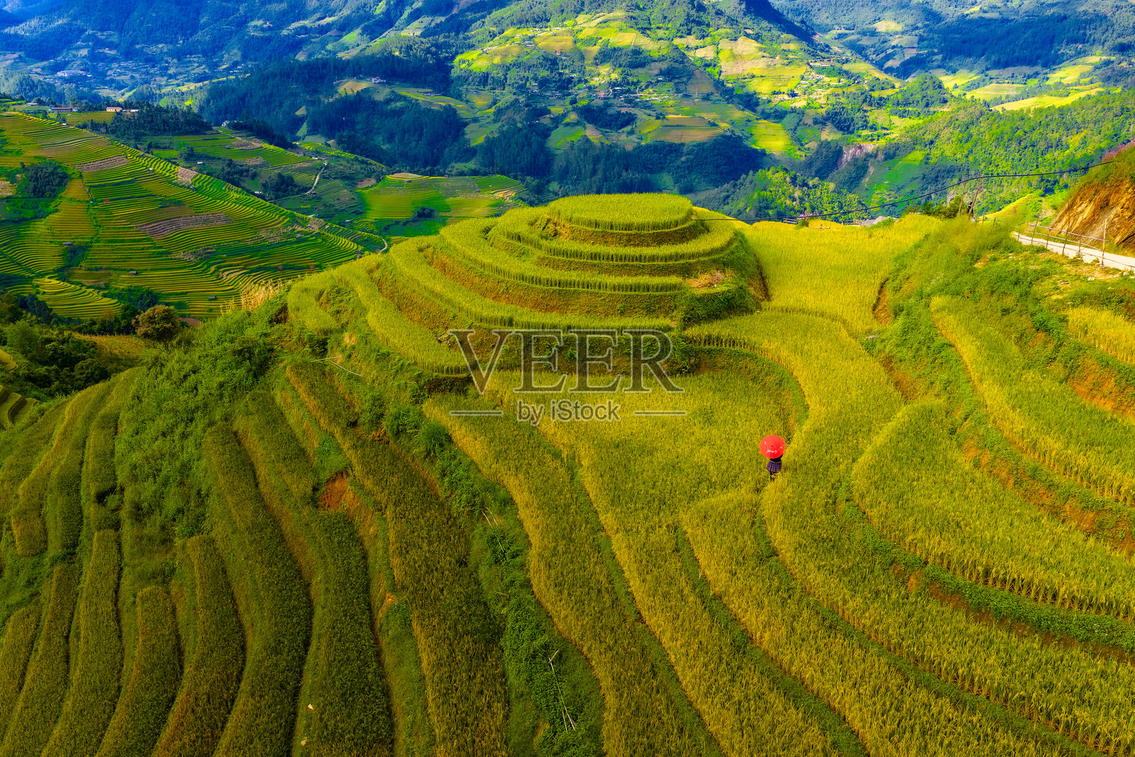 越南北部萨帕市附近的木江寨镇金黄色梯田的航拍图。 yen bai 省，丰收季节美丽的梯田。照片摄影图片
