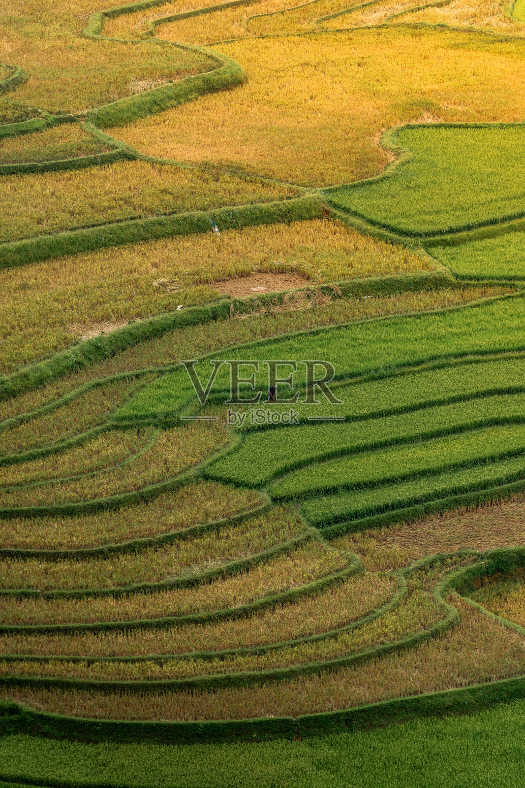 越南北部沙巴市附近的木江寨镇金黄色梯田的鸟瞰图。 越南安沛省丰收季节美丽的梯田。照片摄影图片