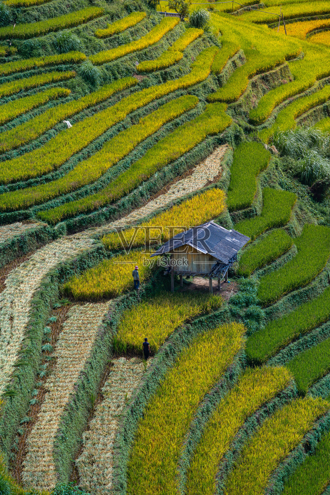 越南北部木江寨镇山坡上的房屋和梯田的鸟瞰图。 位于安沛省，丰收季节美丽的梯田稻田。照片摄影图片