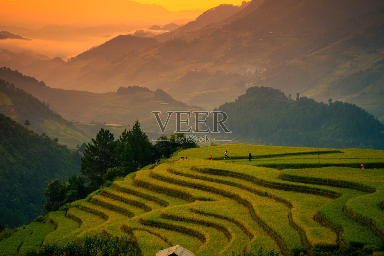 越南北部萨帕市附近的木江界镇金黄色梯田的航拍景象。位于安沛省，丰收季节美丽的梯田稻田。照片摄影图片