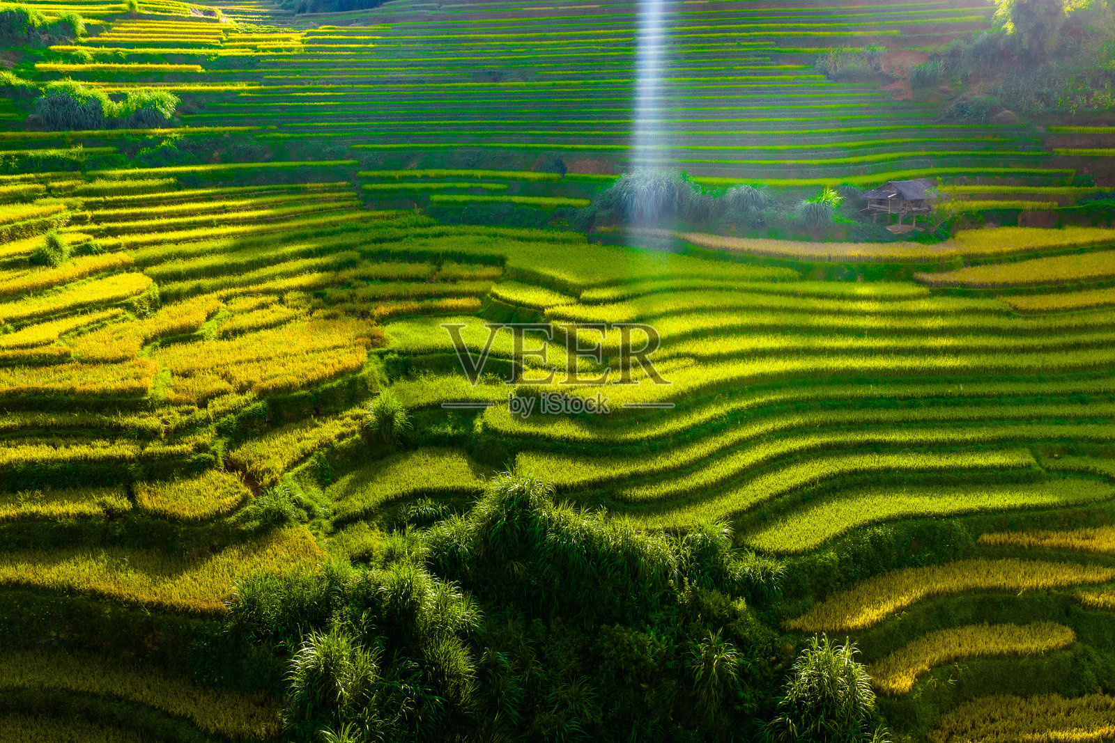 越南北部萨帕市附近的木江界镇金色梯田的鸟瞰图。 越南安沛省丰收季节美丽的梯田。照片摄影图片