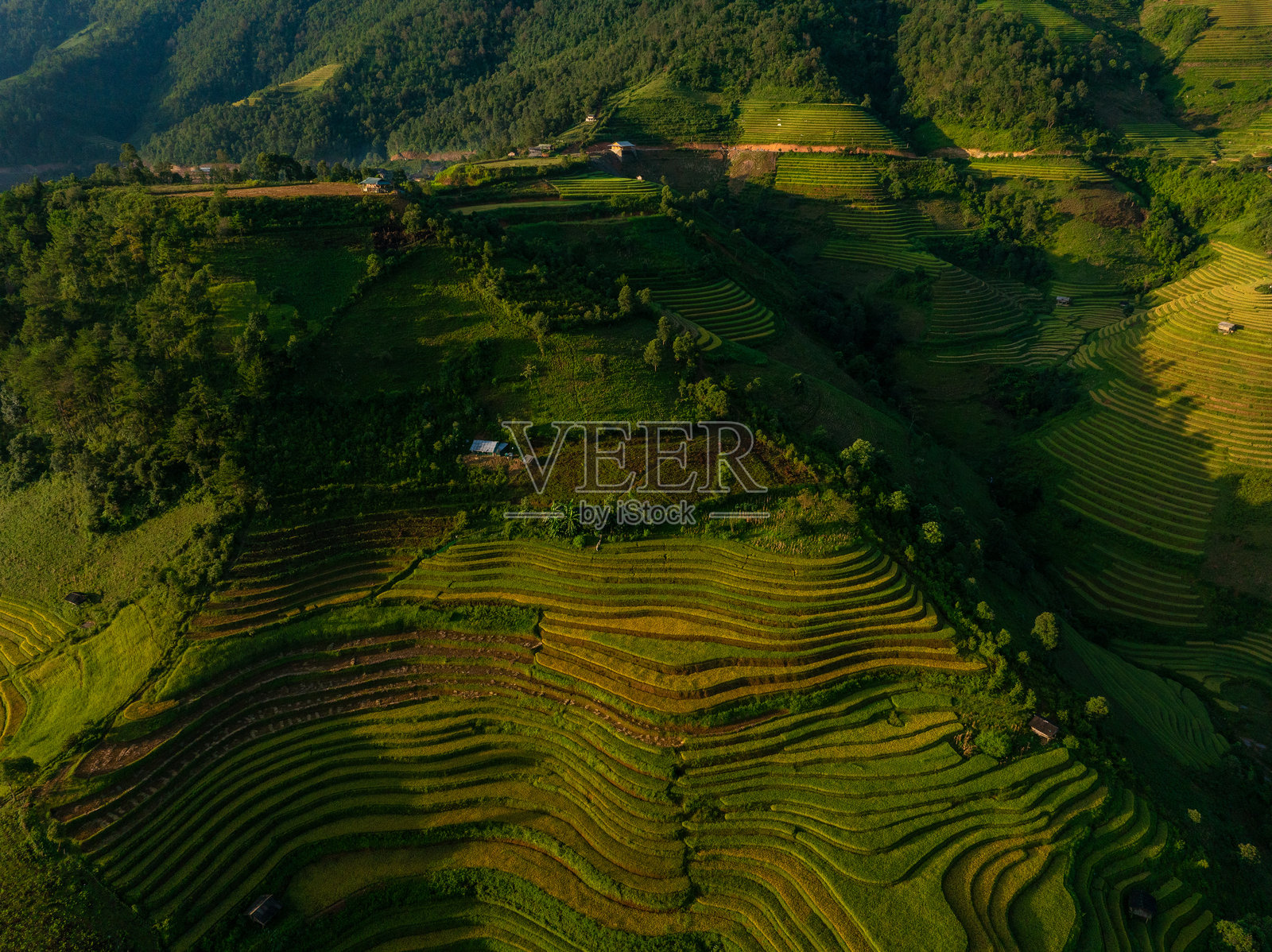 越南北部萨帕市附近的木江寨镇金色梯田的鸟瞰图。在秵安省丰收季节美丽的梯田。照片摄影图片