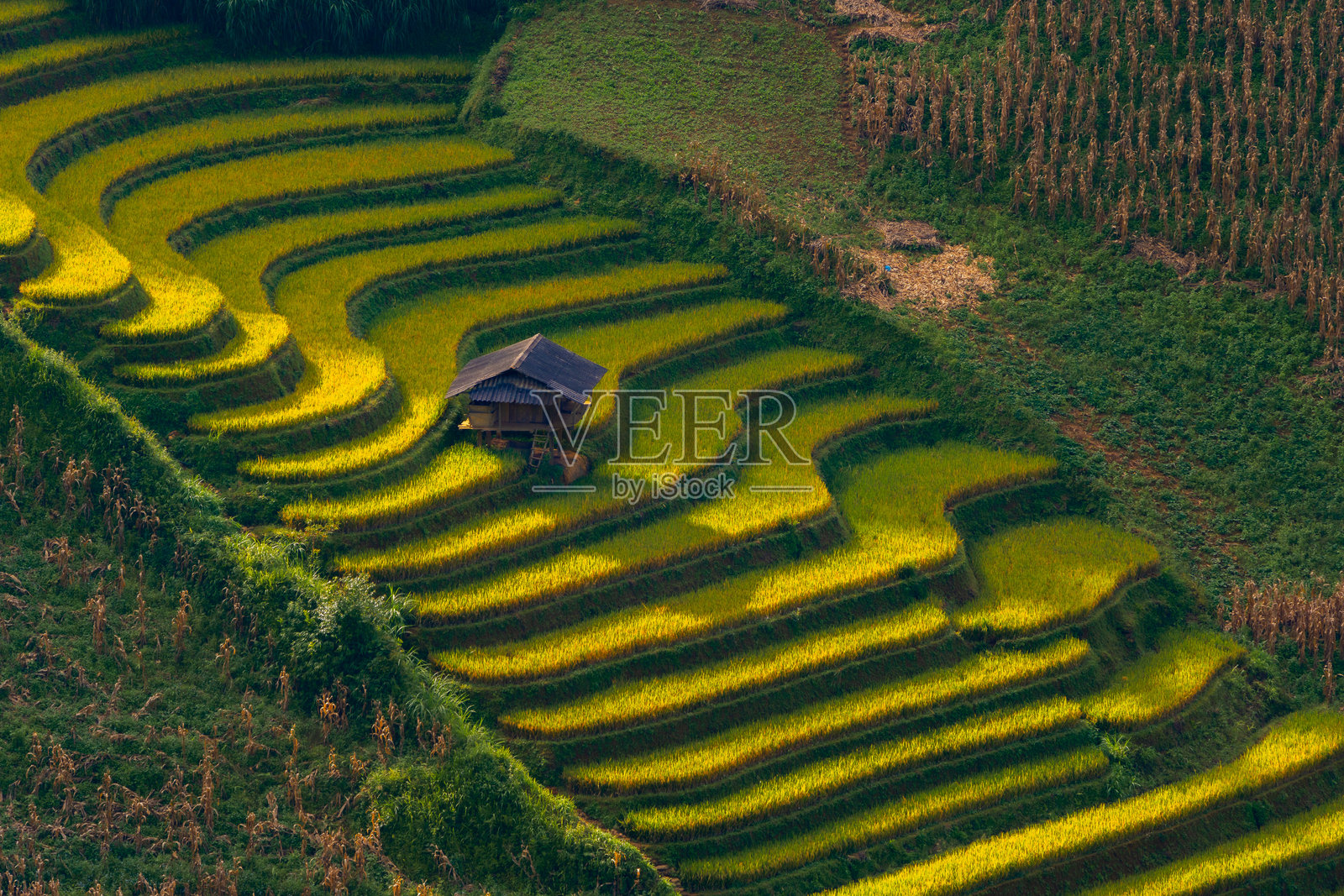 越南北部木江寨镇山丘上的房屋和梯田的鸟瞰图。越南安沛省丰收季节美丽的梯田。照片摄影图片