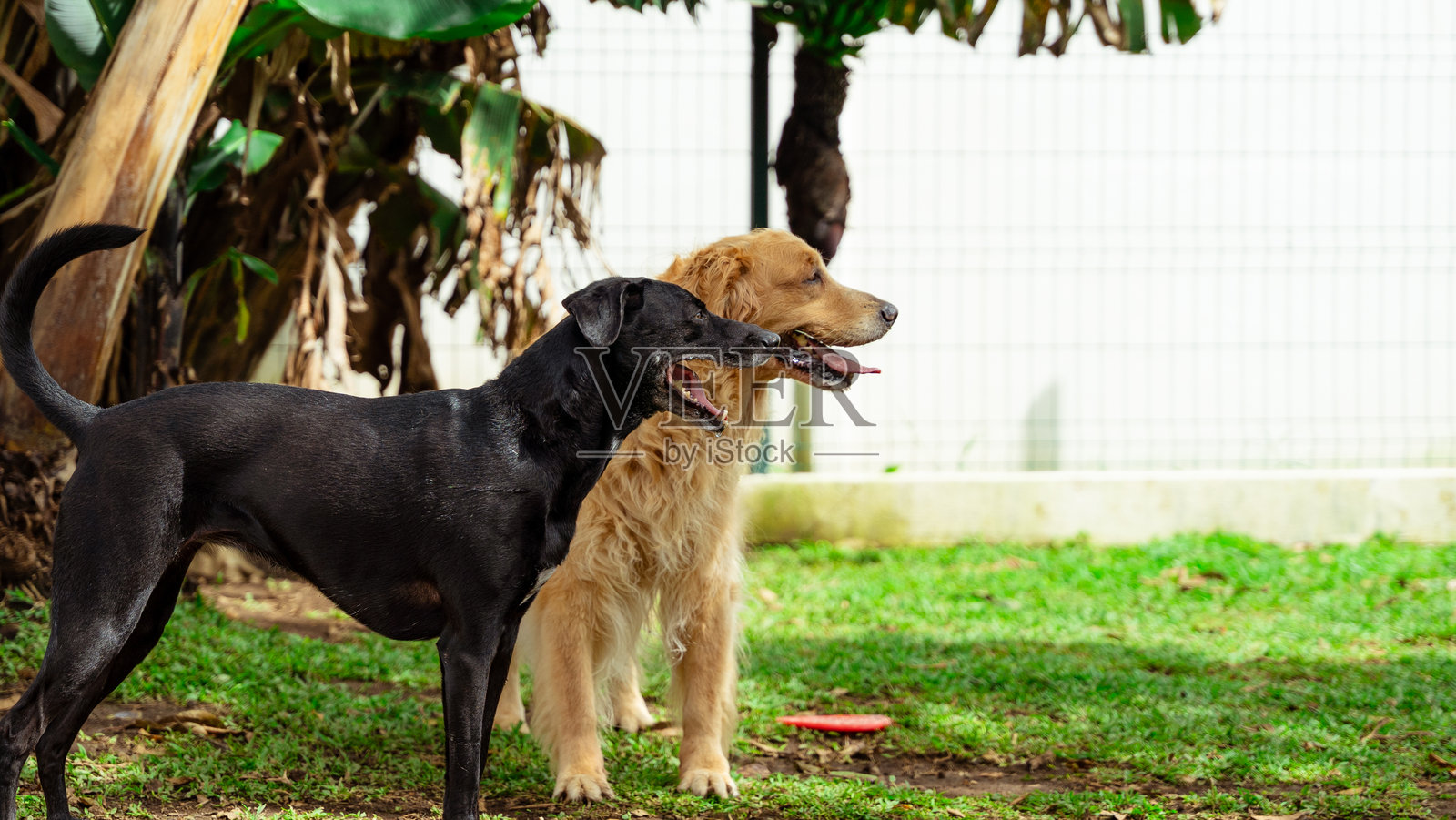 两只狗在户外的草坪上站在一起照片摄影图片