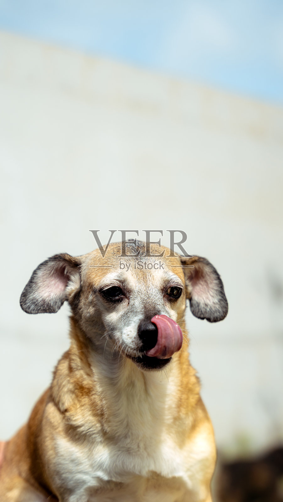 老年狗在户外舔鼻子肖像照片摄影图片