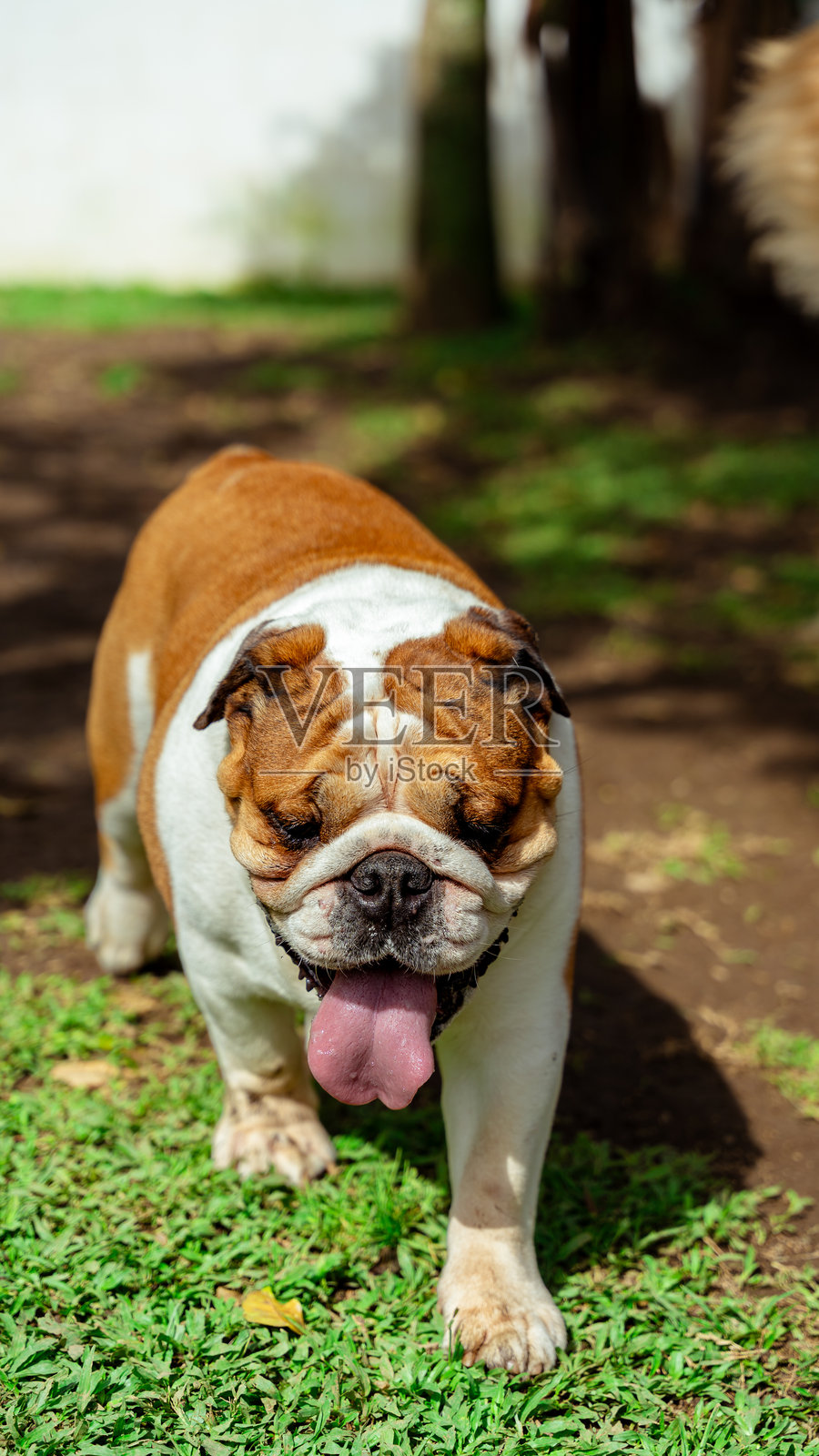 一只吐着舌头的斗牛犬在公园里散步照片摄影图片