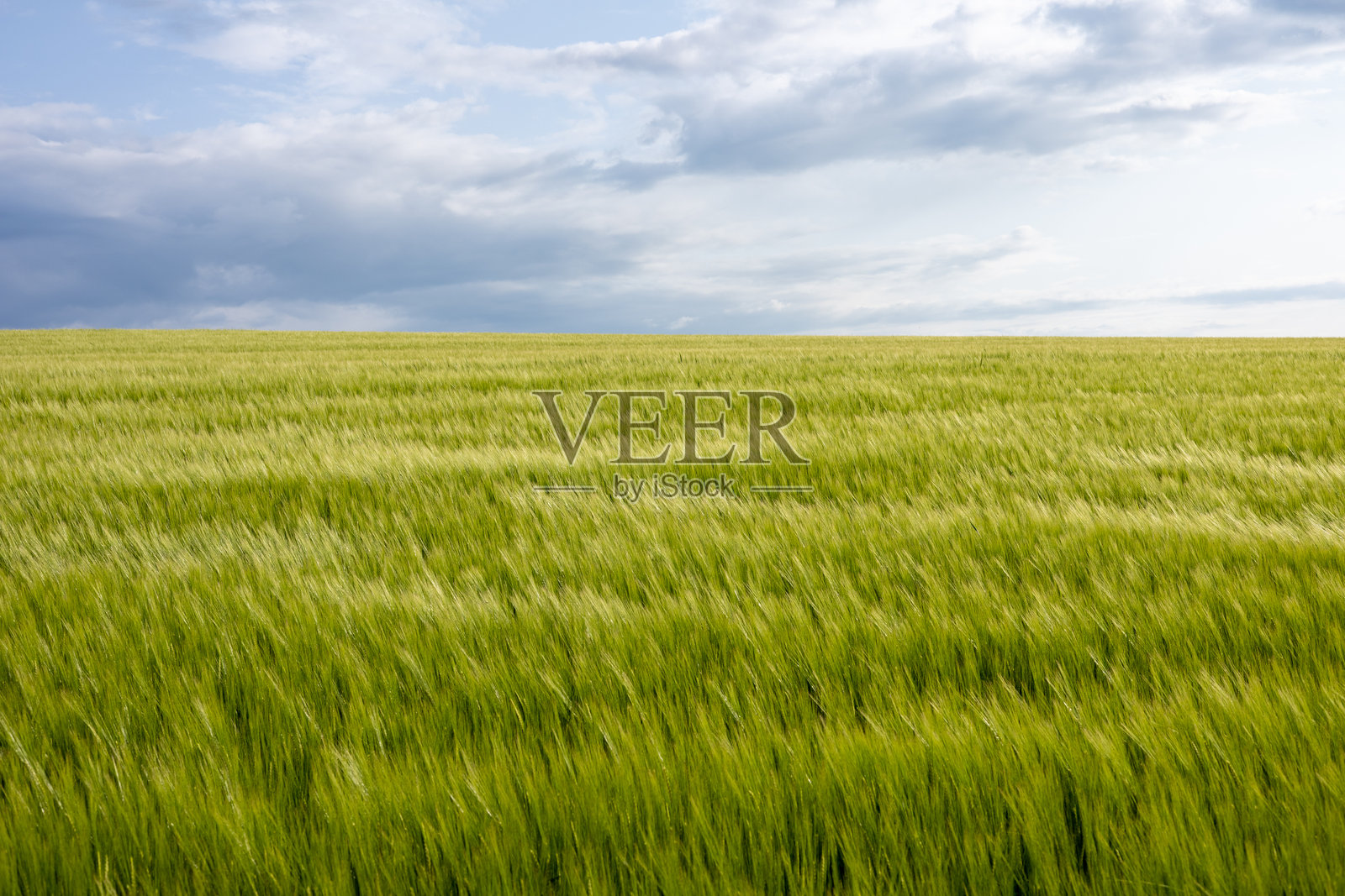 高高的绿草在充满活力的天空下随风摇曳，展示着白天的宁静乡村景观照片摄影图片