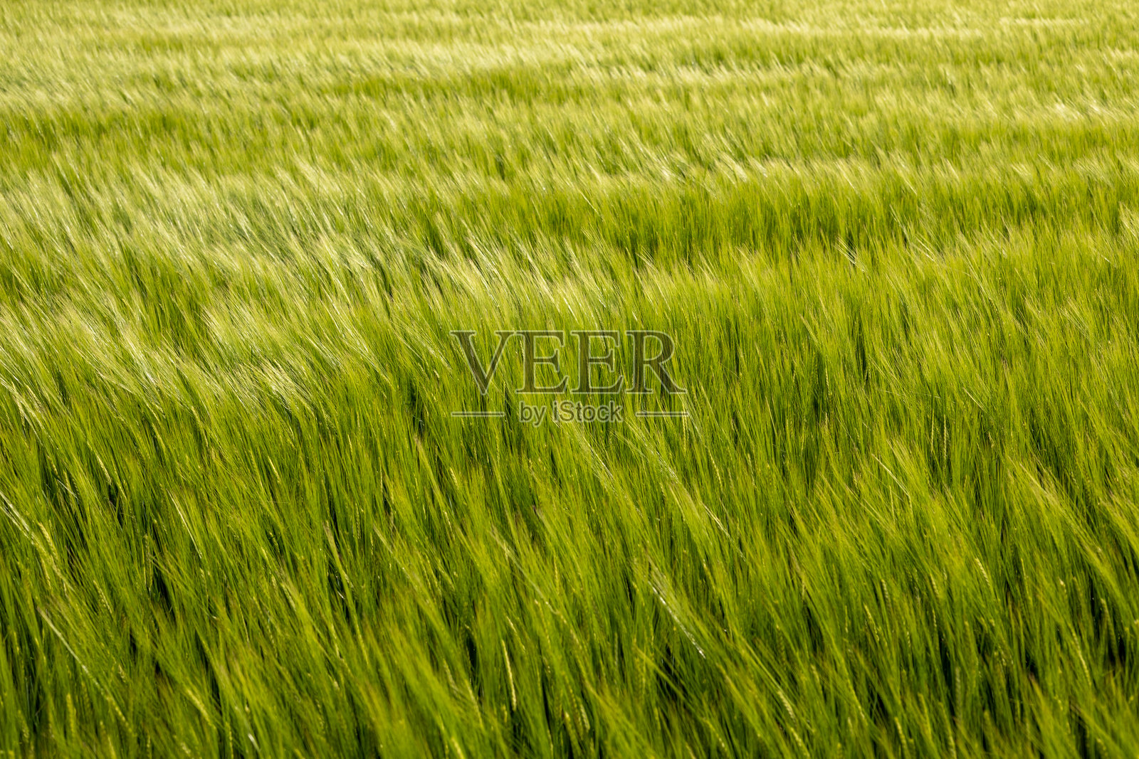 阳光明媚的日子里，绿意盎然的草浪在微风中摇曳，在宁静的风景中展现着大自然的美丽照片摄影图片