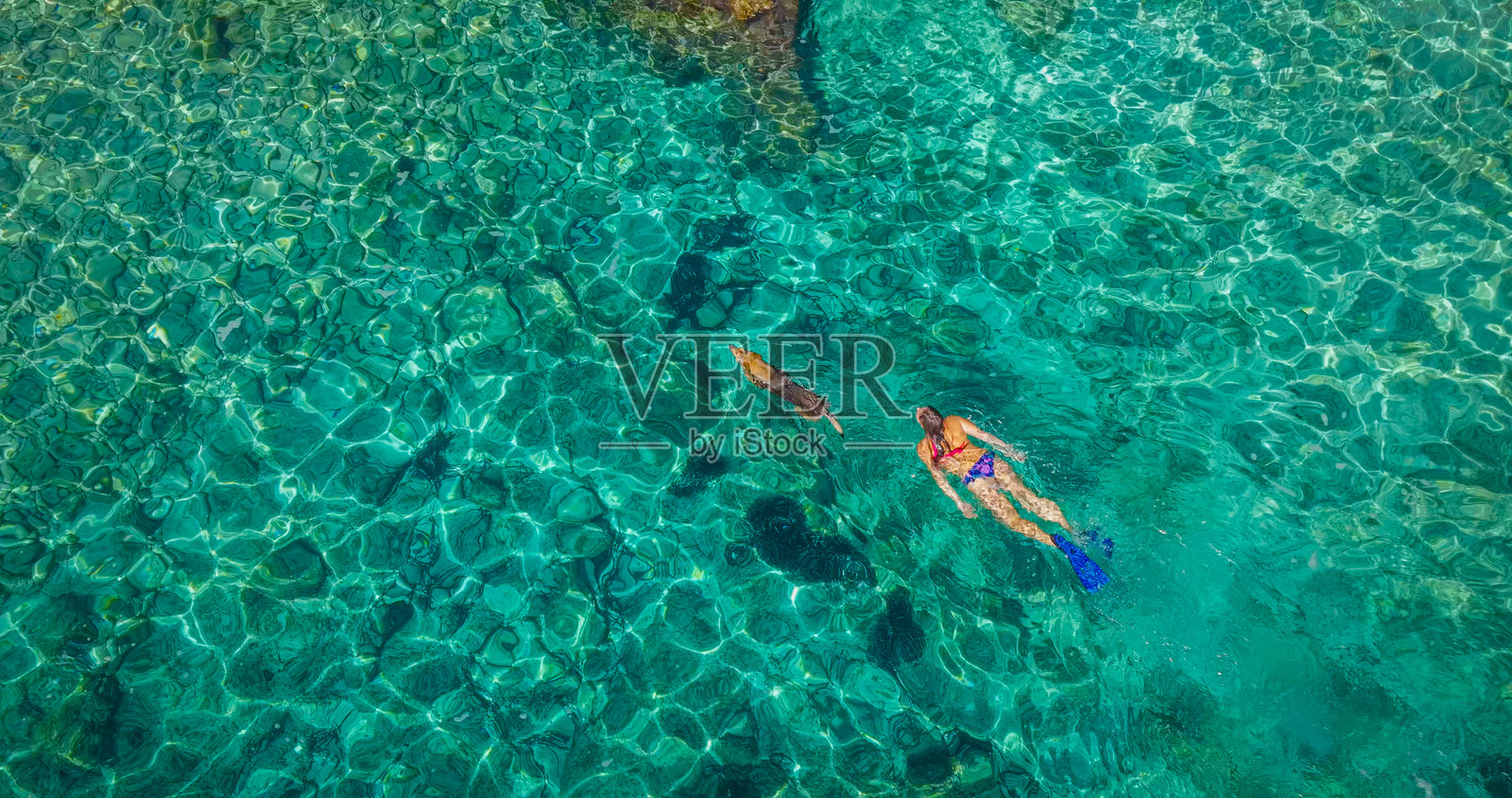 俯视航拍：女子穿着浮潜脚蹼，在波光粼粼的大海中与狗狗一同游泳照片摄影图片