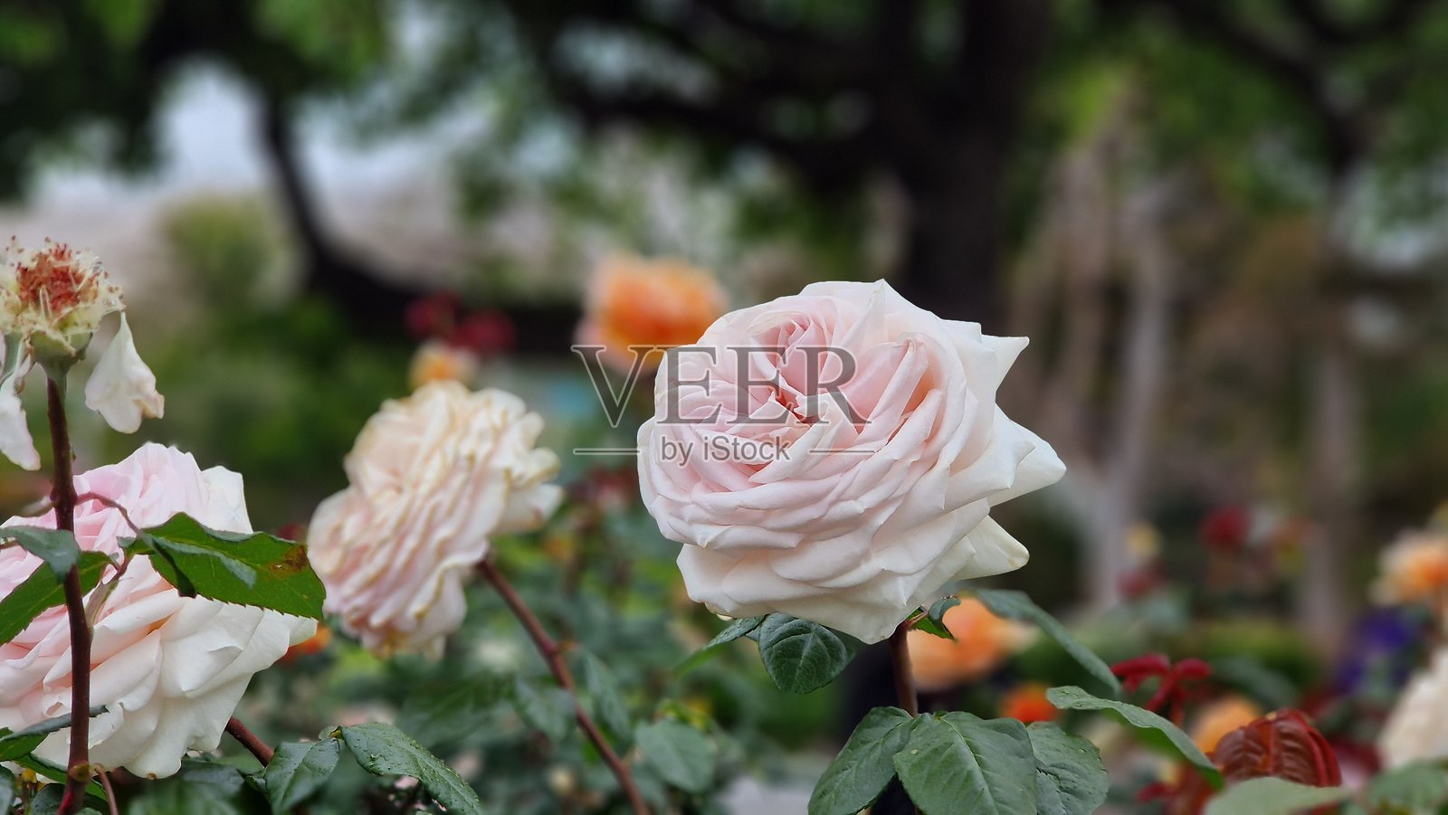 巴尔博亚公园盛开的玫瑰照片摄影图片