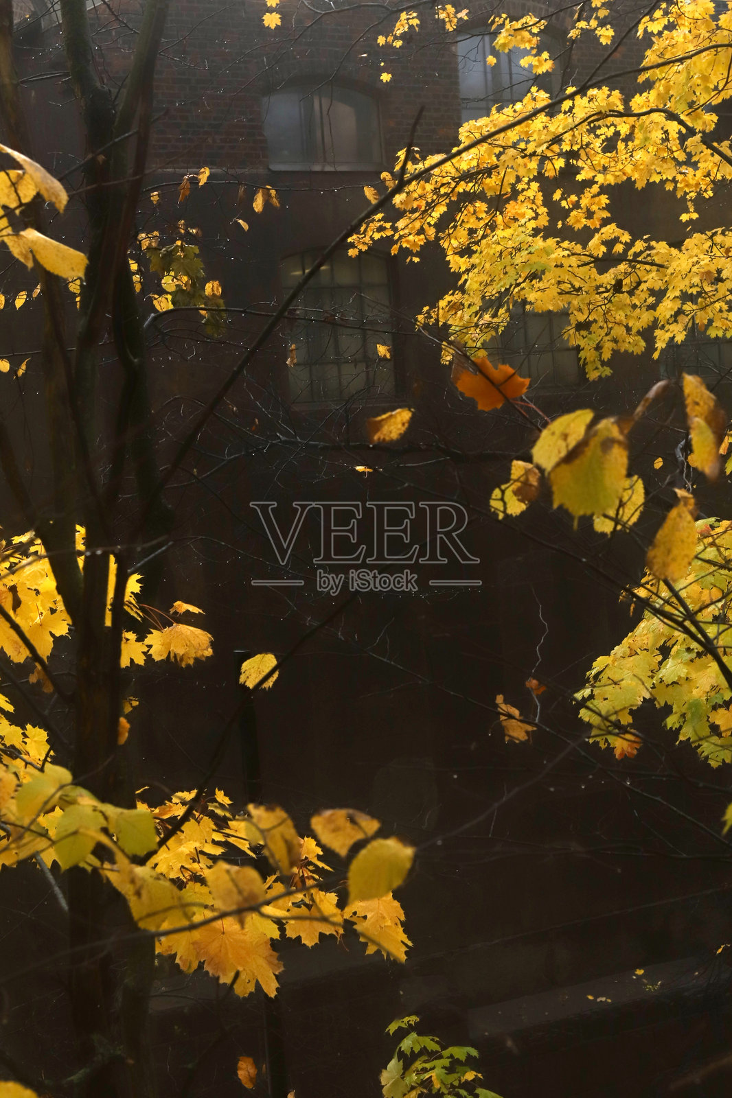 黄色的秋叶映衬着古老的砖砌建筑。照片摄影图片