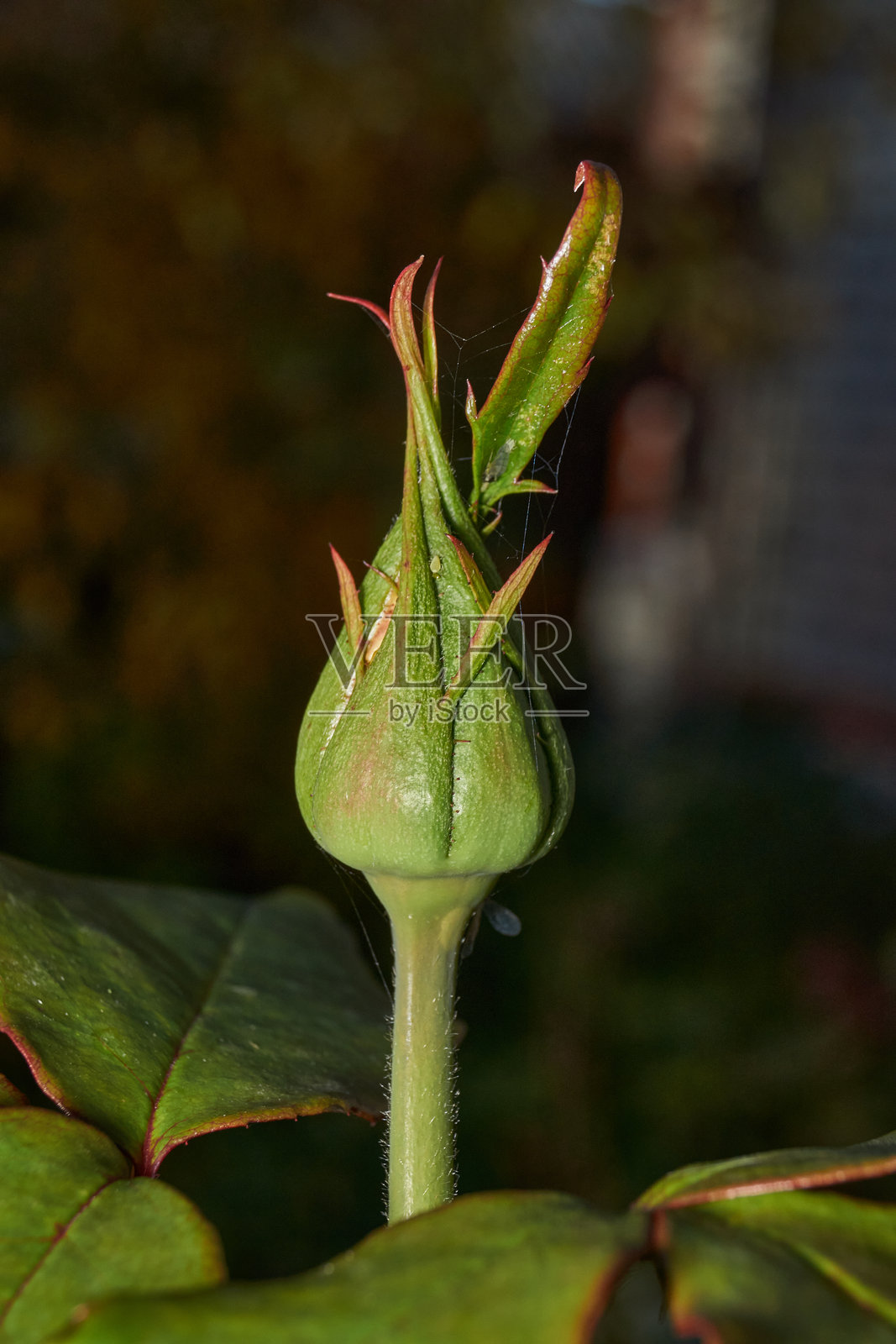 花园植物背景下的黄色玫瑰花蕾。照片摄影图片