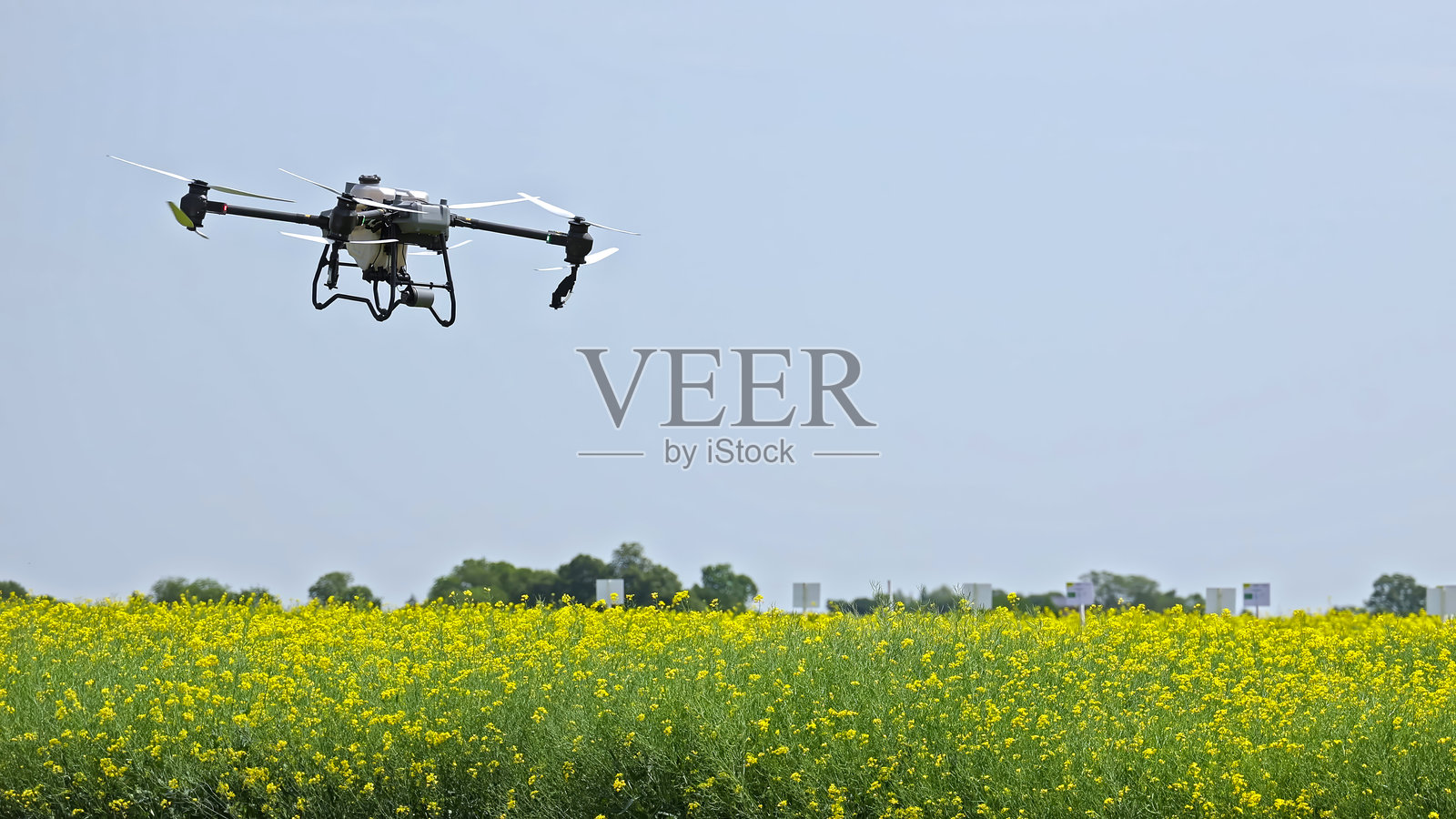 农业无人机飞越黄色花田。用于精准农业的无人机在晴朗的日子飞越盛开的黄色芥菜或油菜花田。照片摄影图片