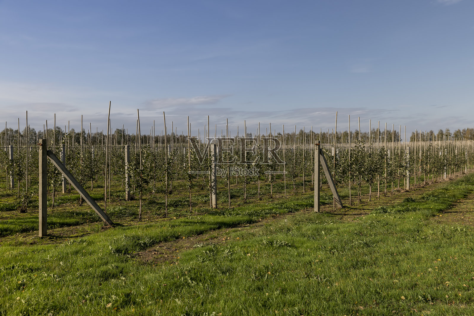 秋季果园里，大批年轻的苹果树整齐地种植在长长的、笔直的行里照片摄影图片